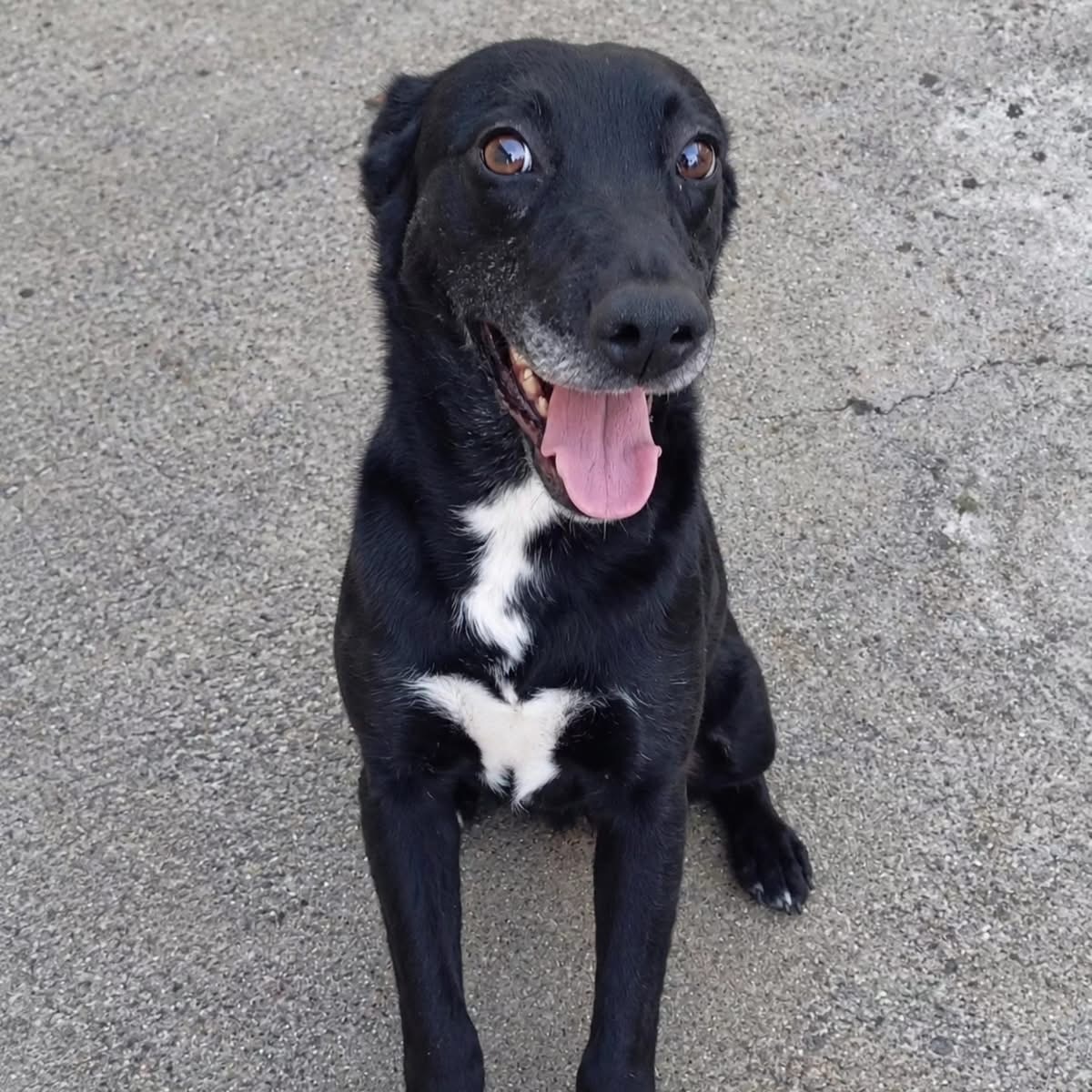 Adoption Pipa