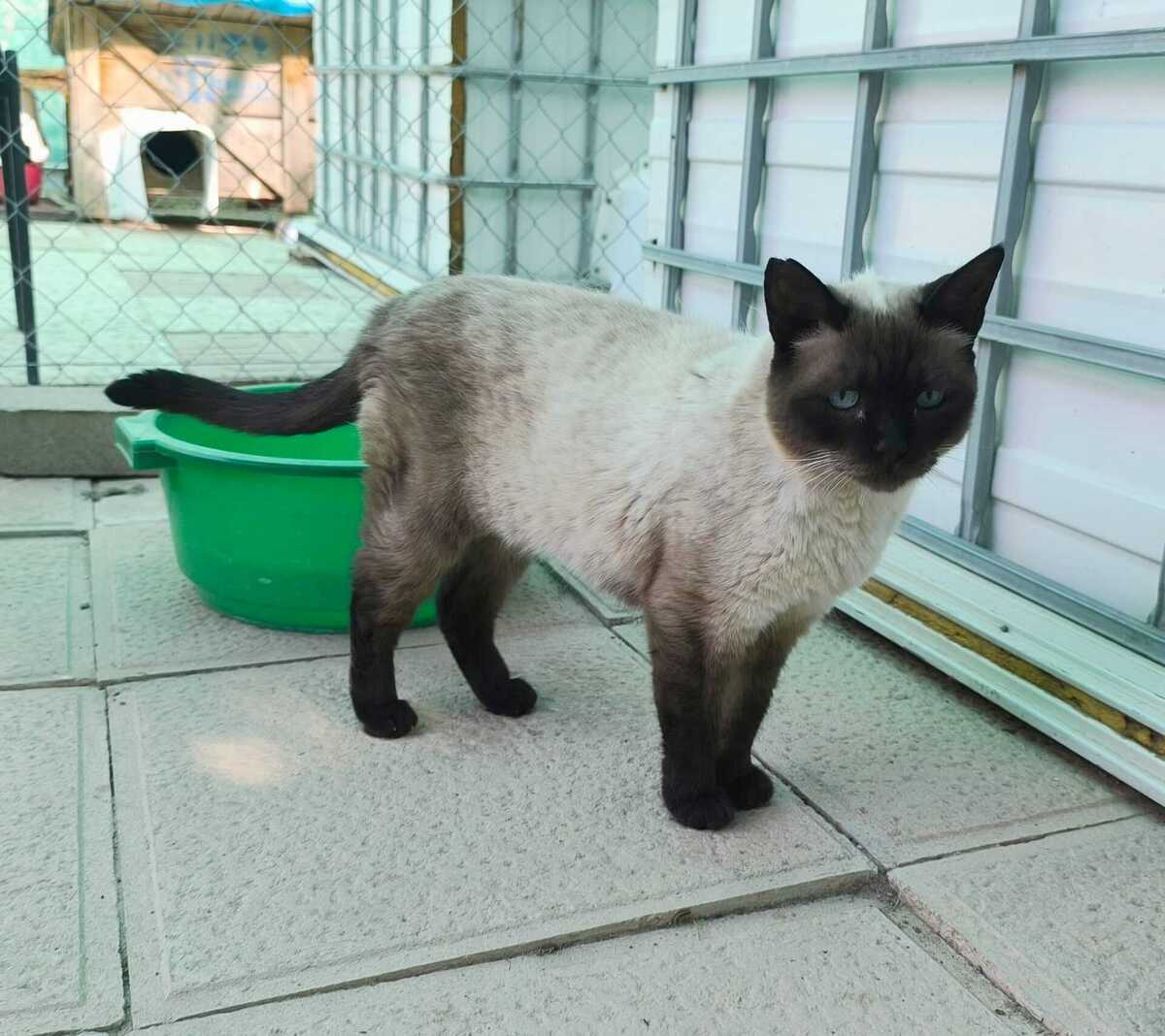 Adoption Siam