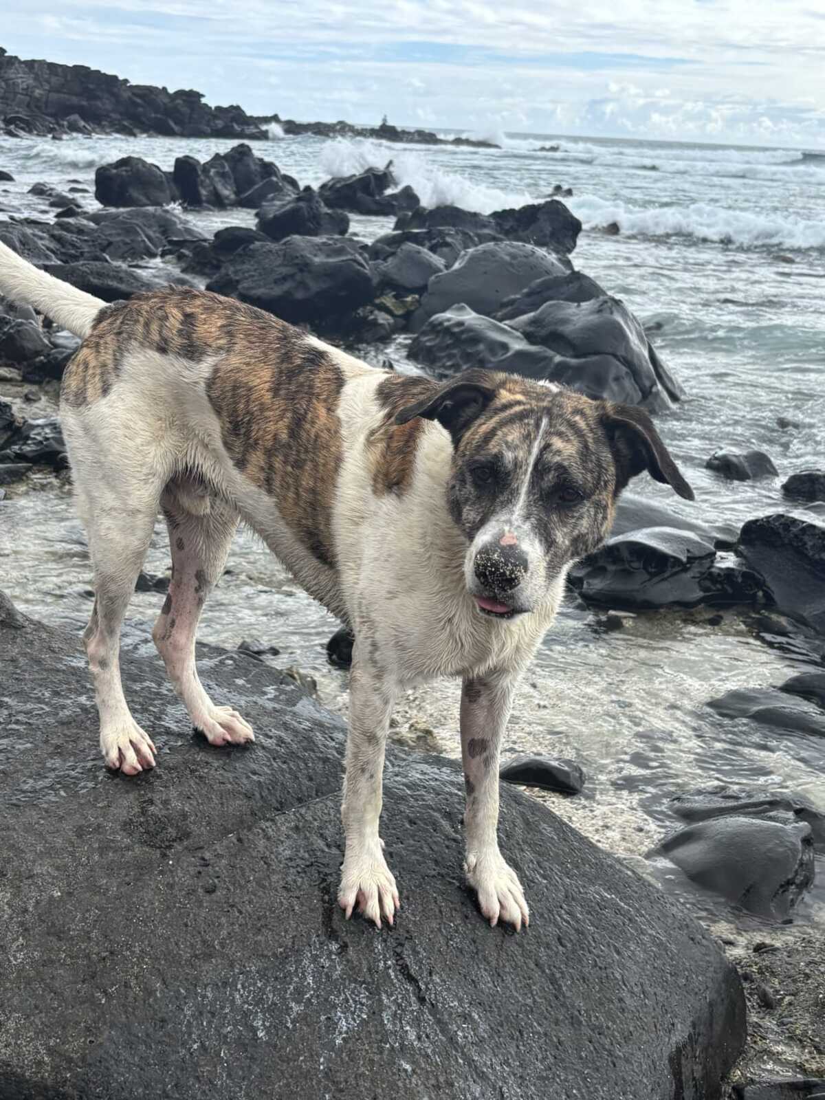 Adoption Macao