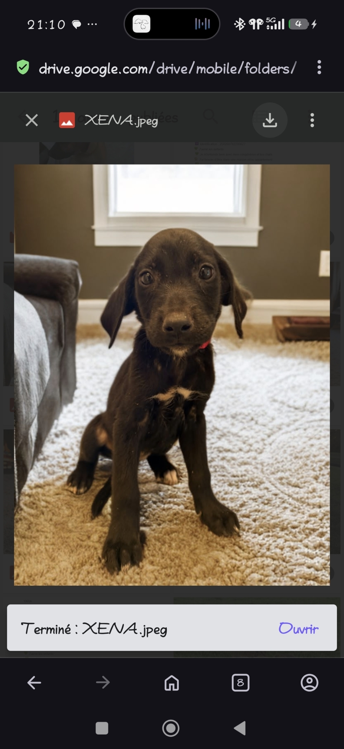 Adoption Xena