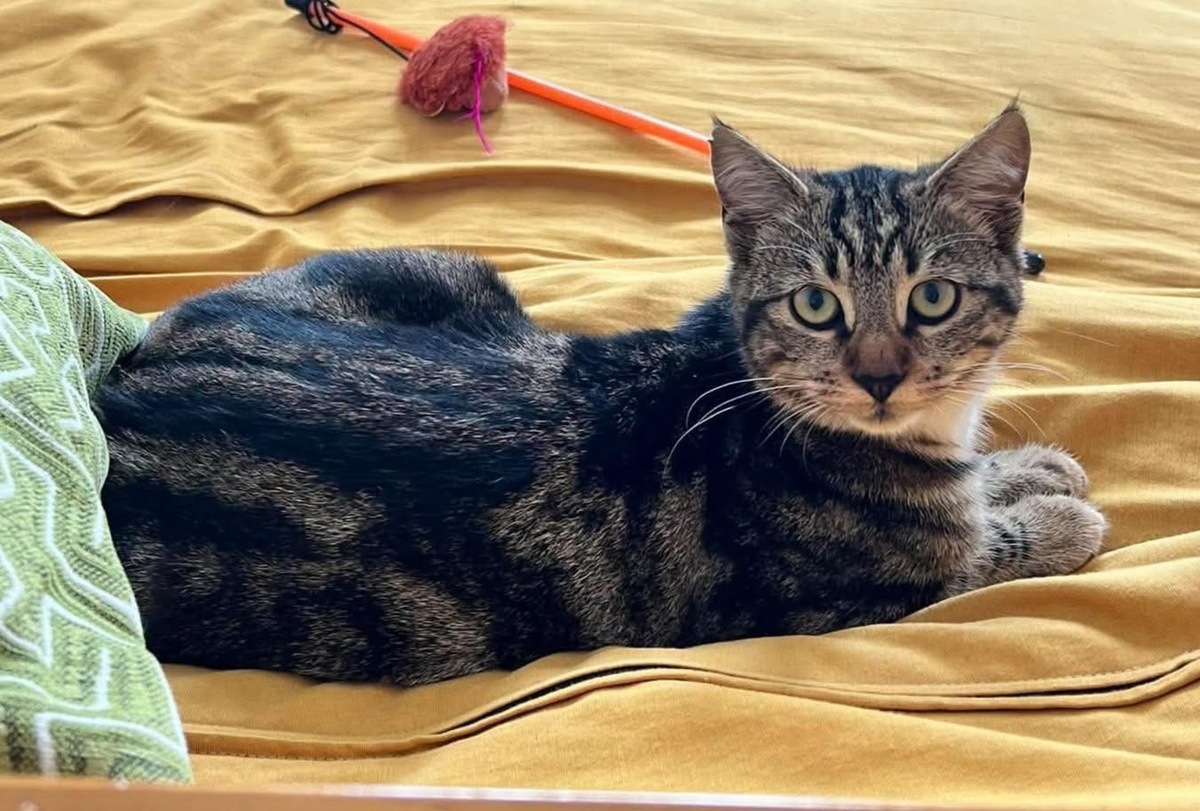 Adoption Valencia 
