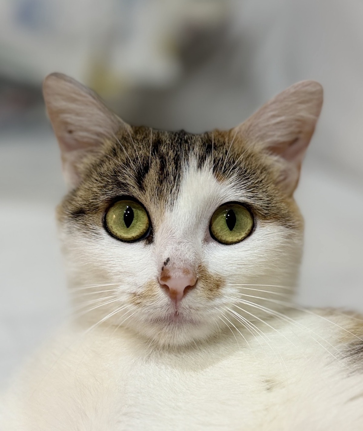 Adoption Duo Vega Hazz
