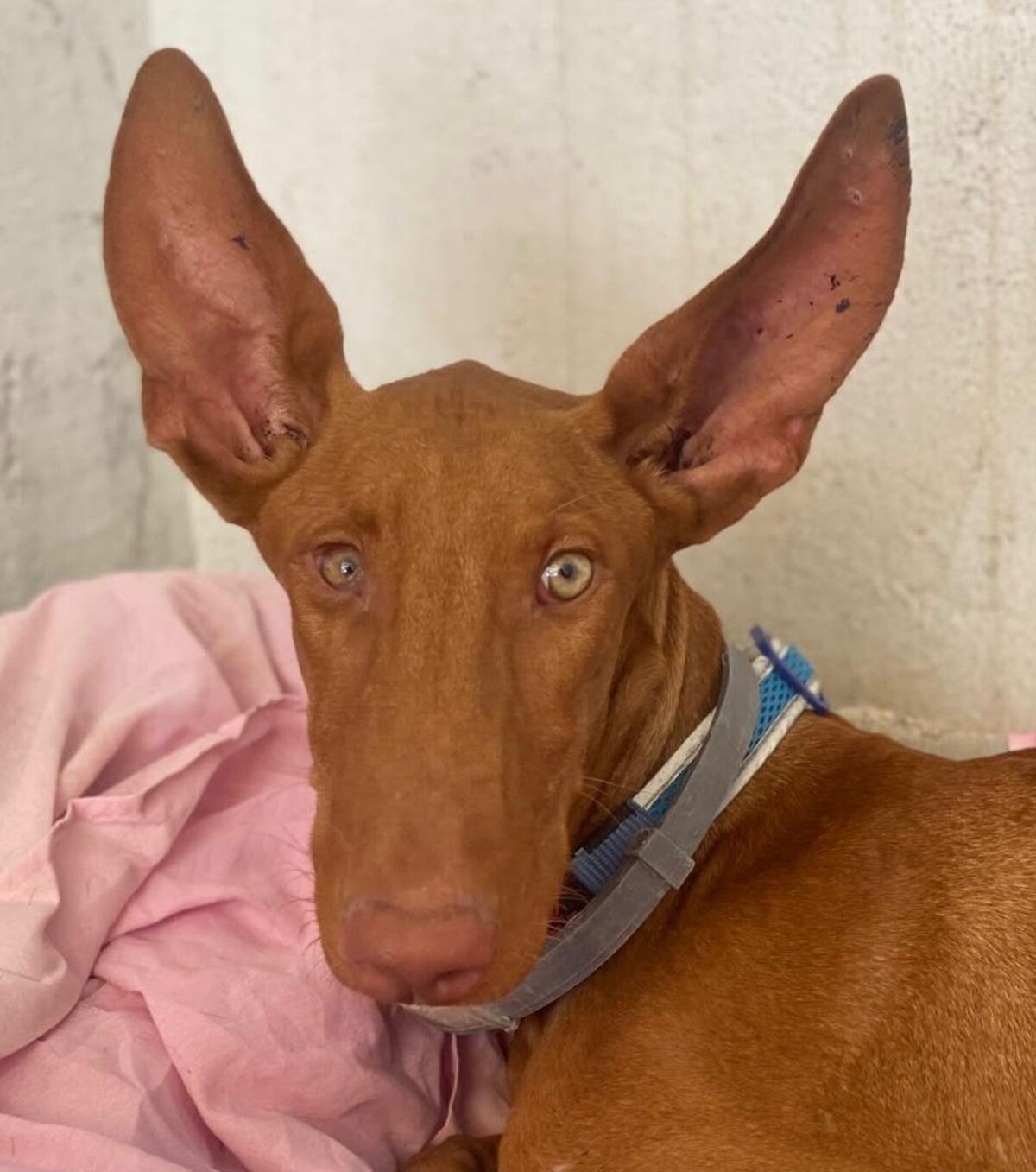 Adoption Iggy