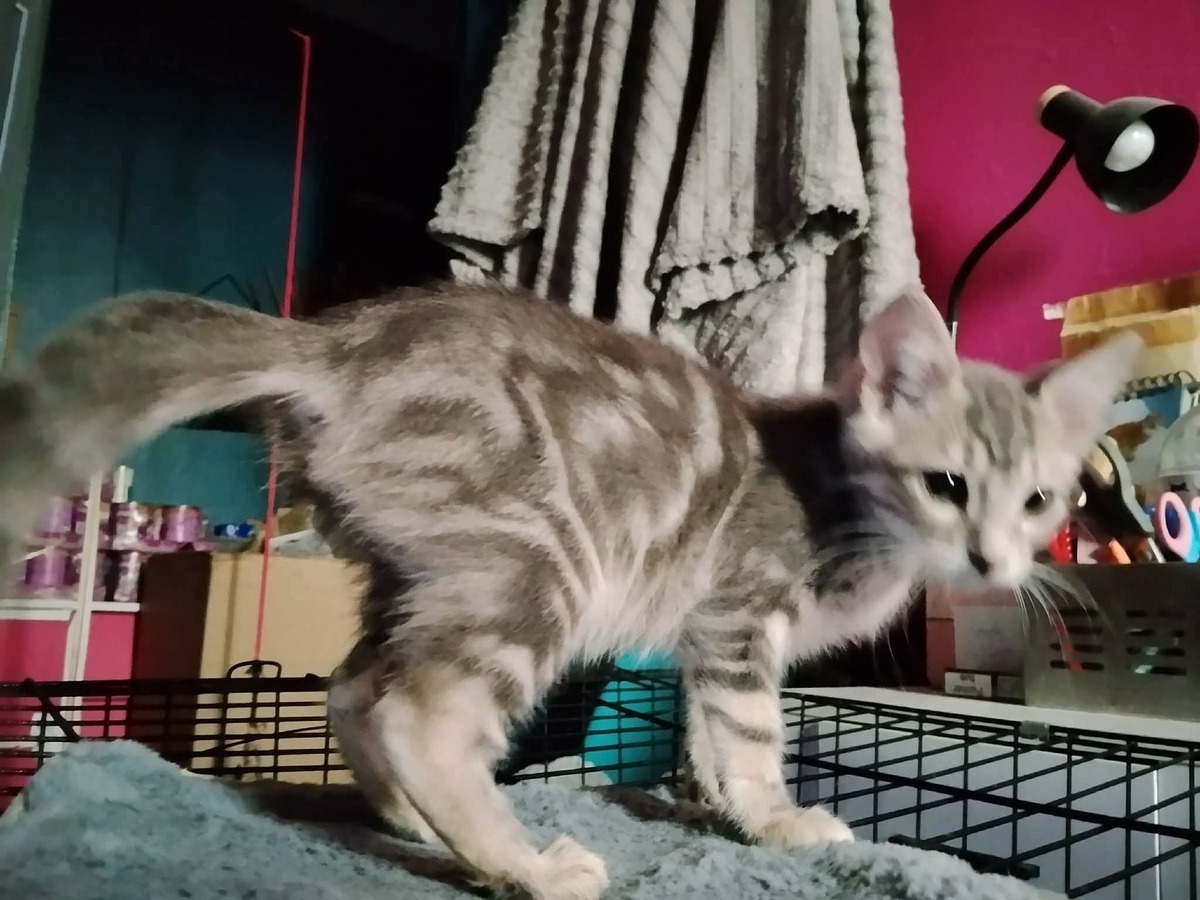 Adoption Peter