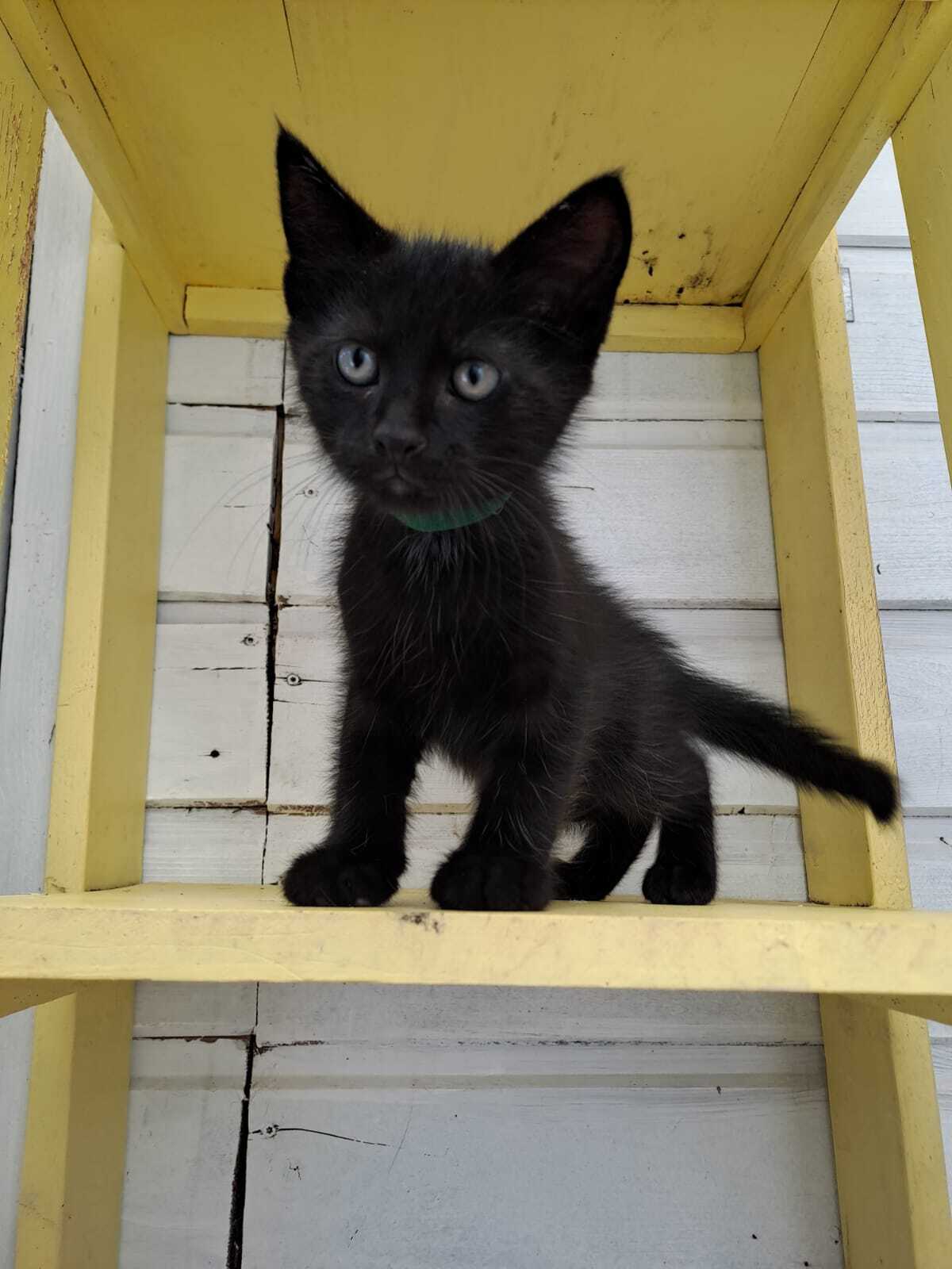 Adoption BALTHAZAR