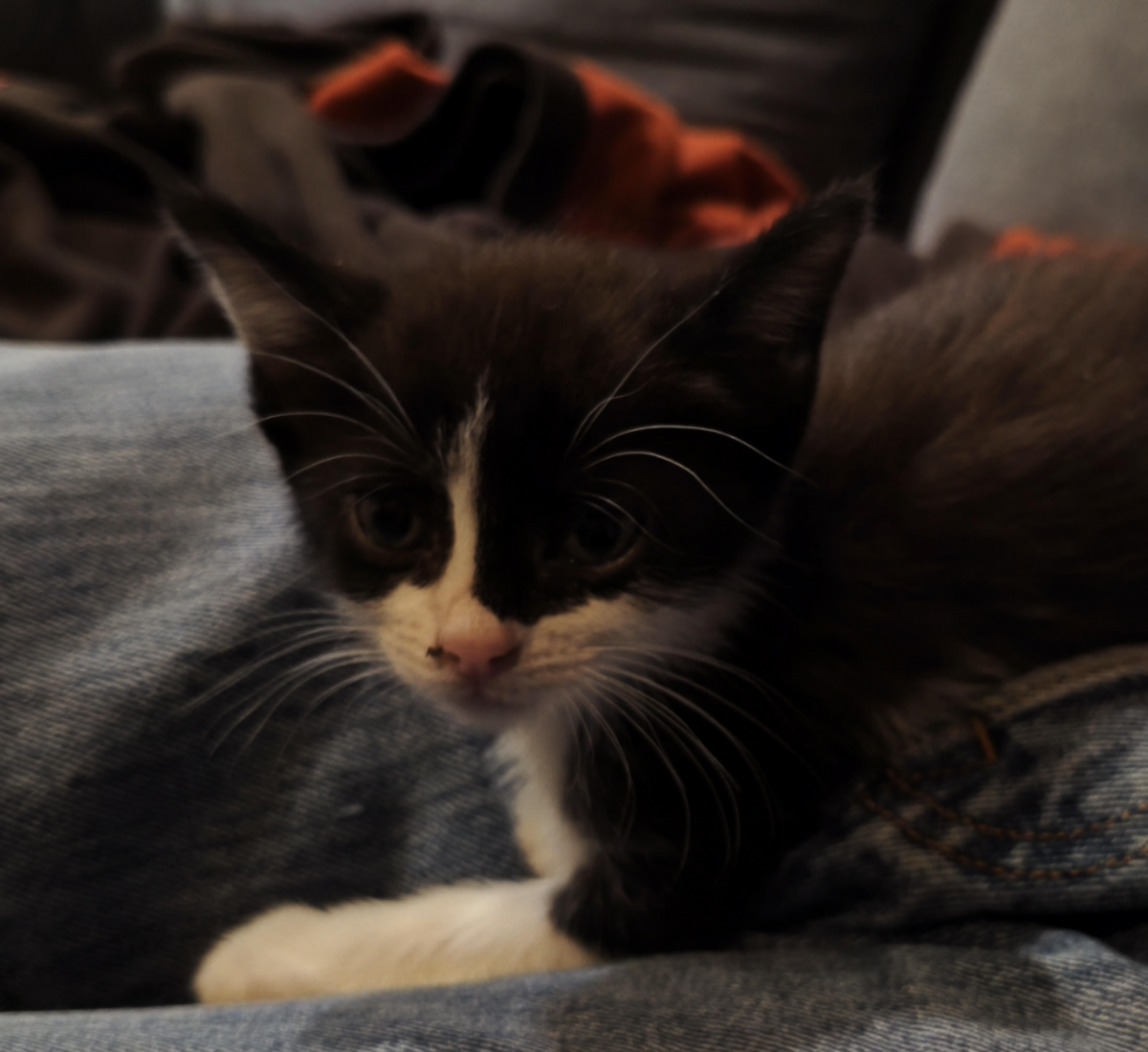 Adoption Caline 
