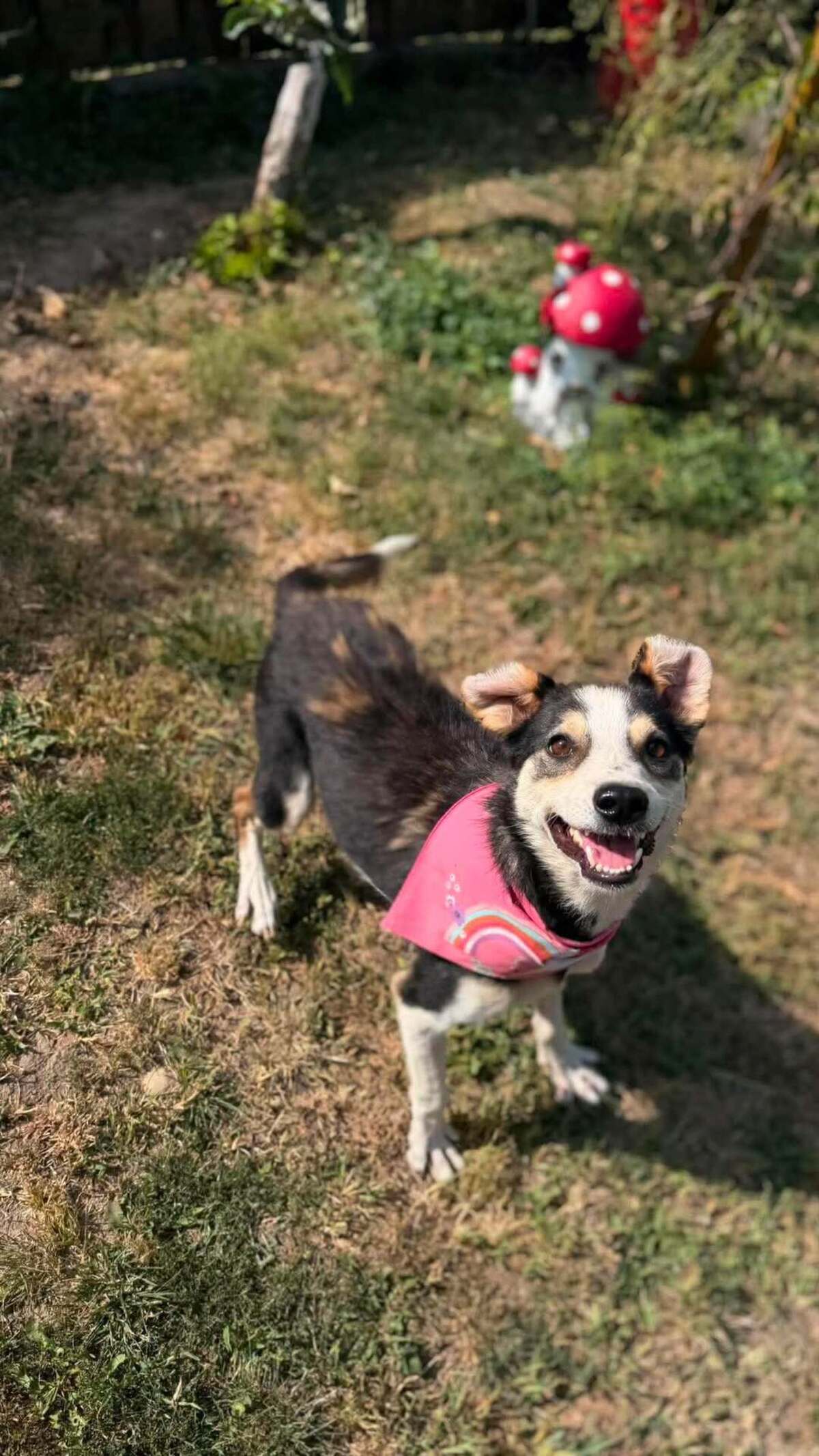 Adoption MANGUO
