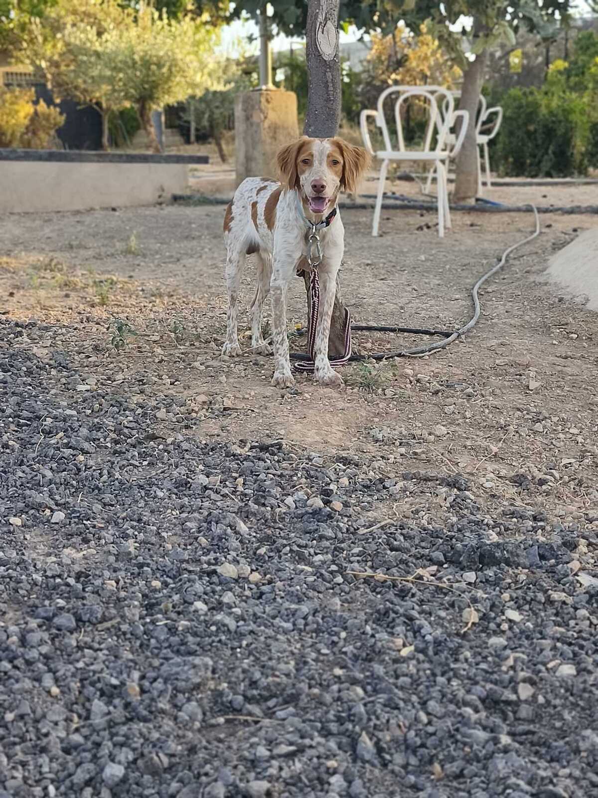 Adoption Scooby