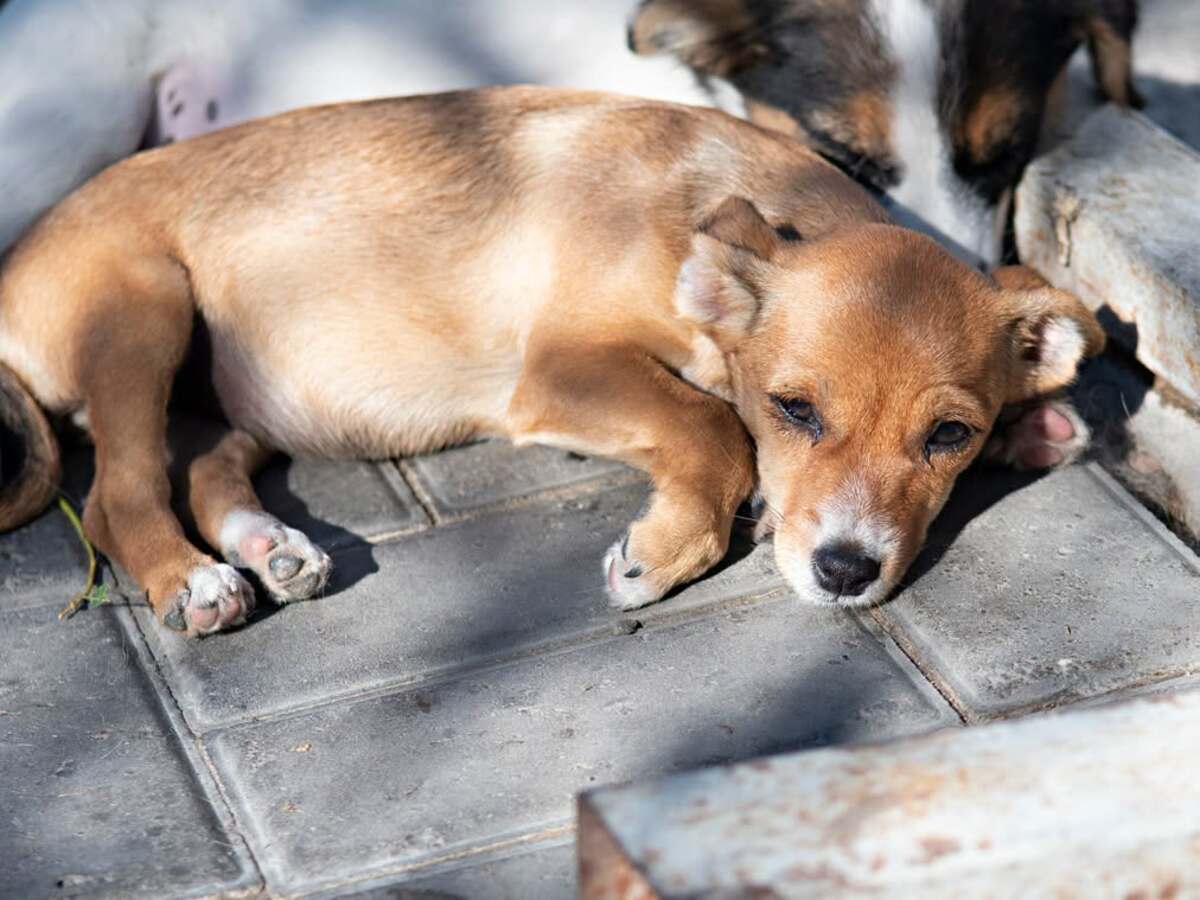 Adoption Inarie