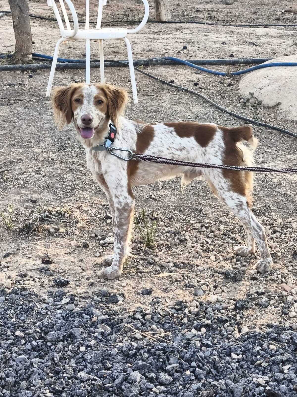 Adoption Scooby