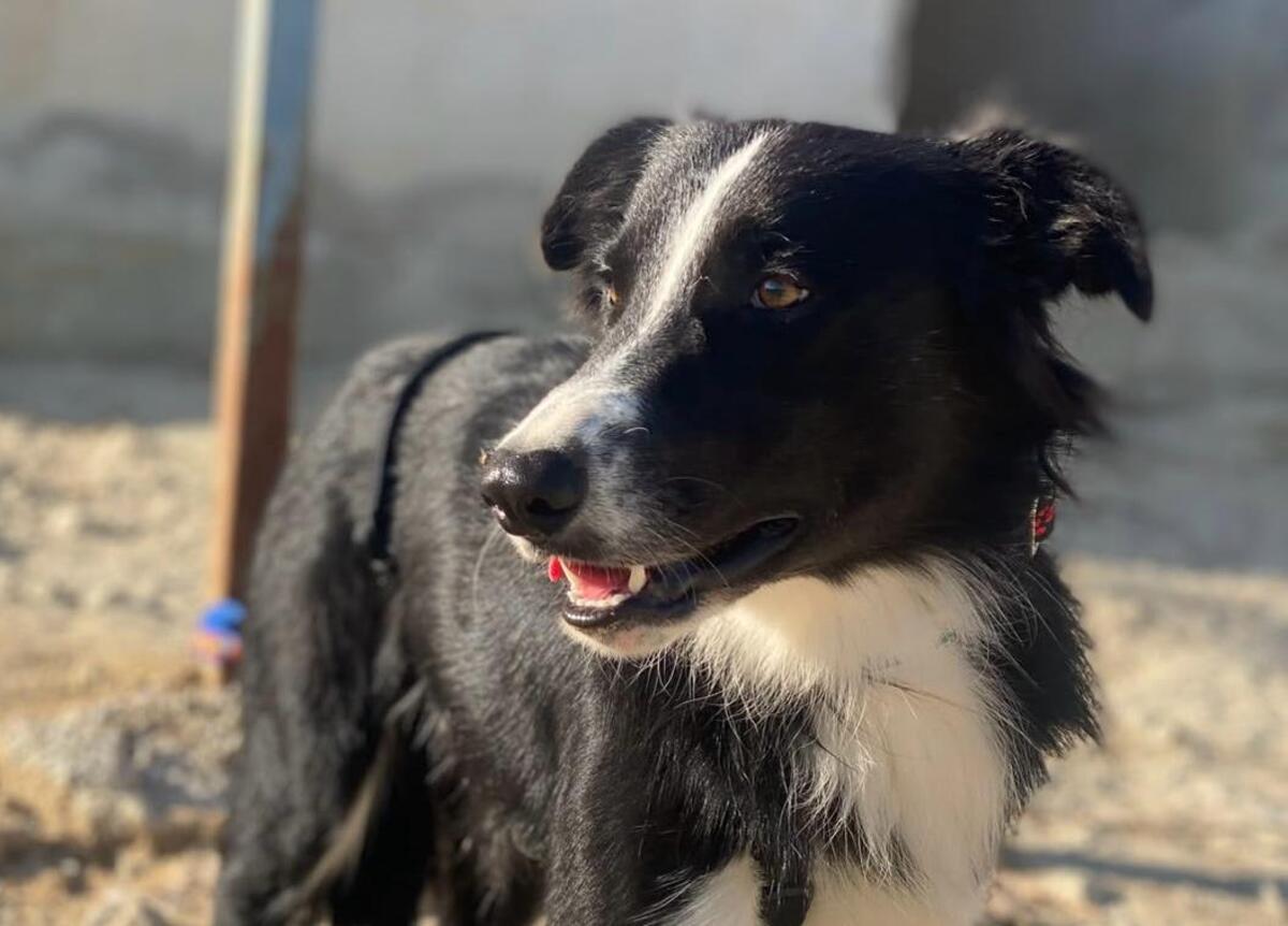 Adoption Giorgi