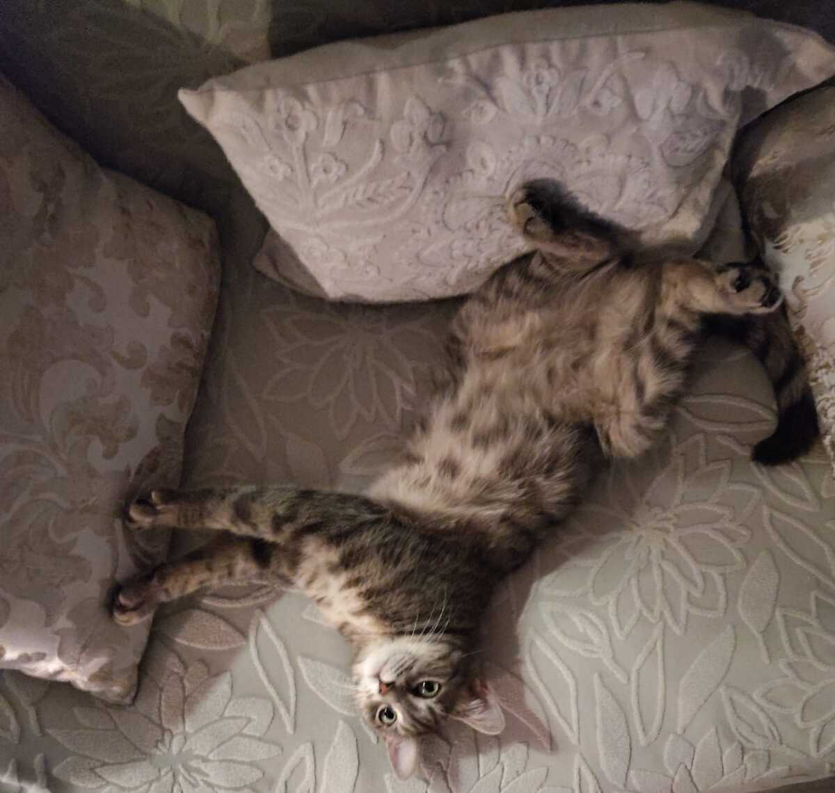 Adoption Luna