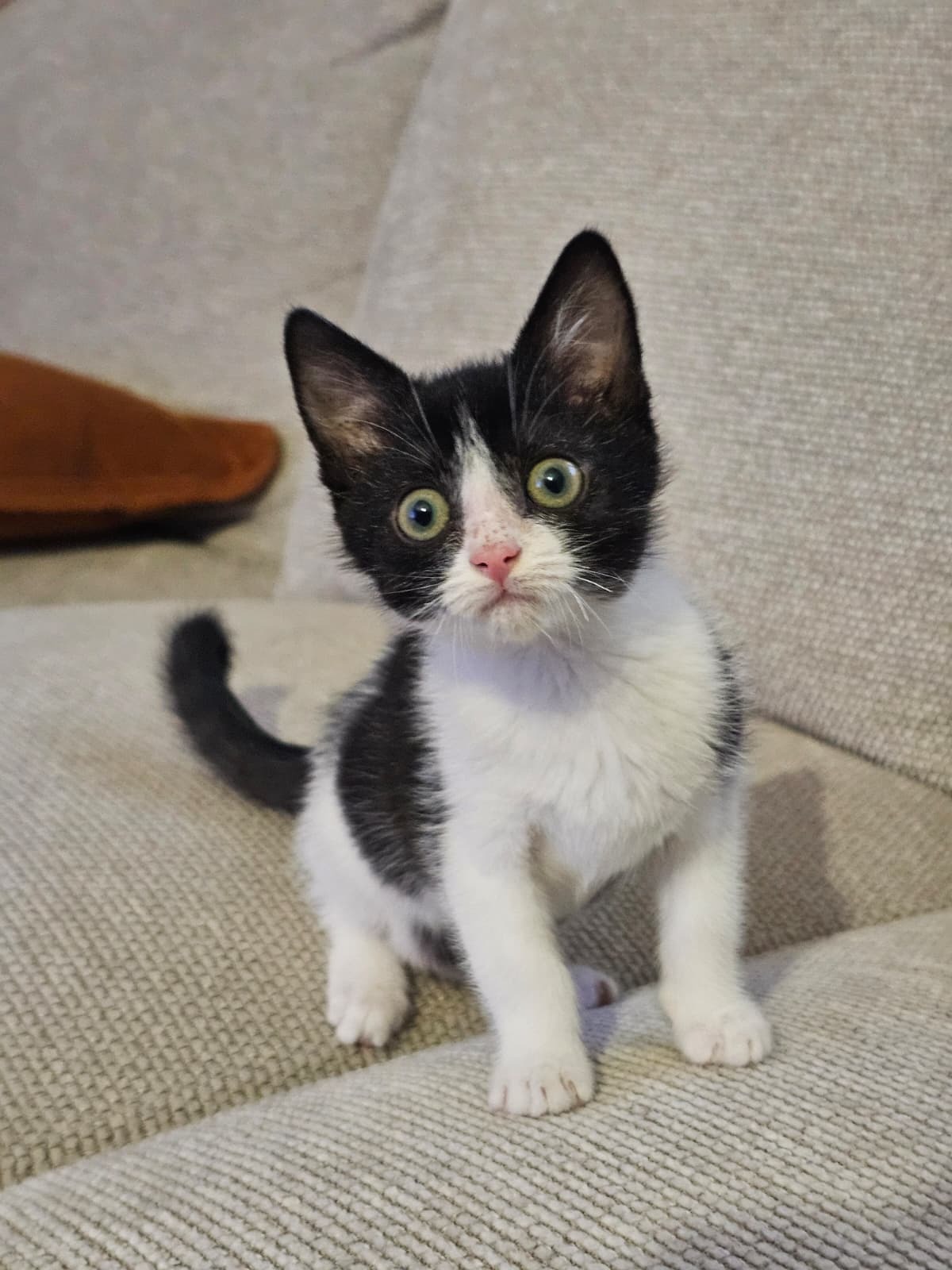 Adoption Alta