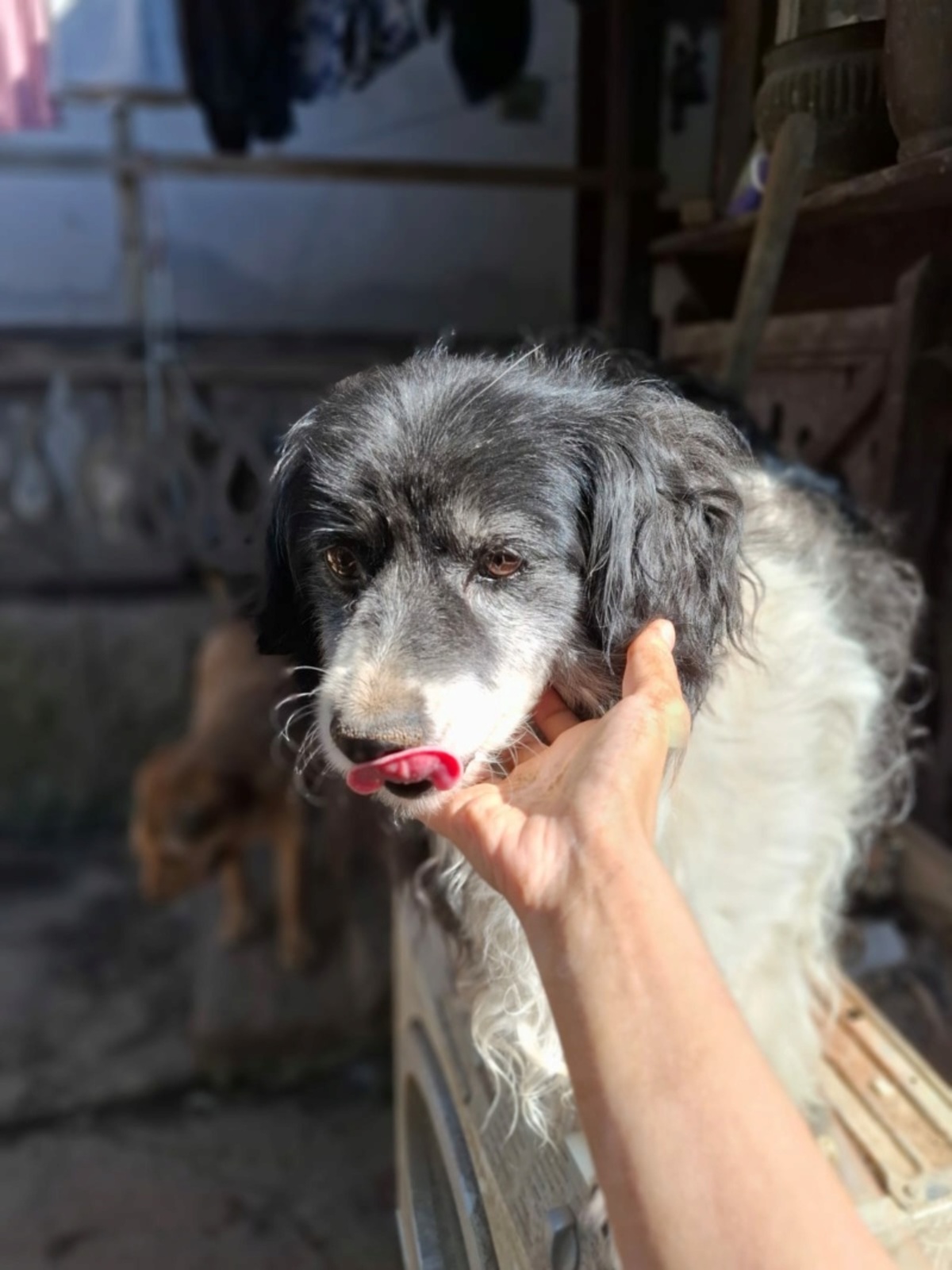 Adoption Fideluta