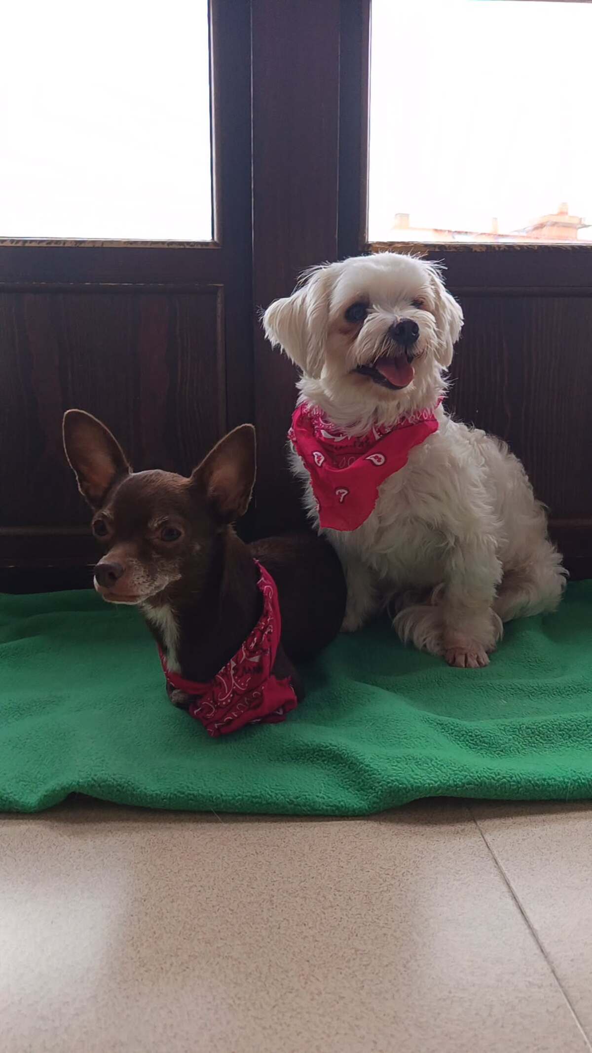 Adoption Tuli et Pirata 