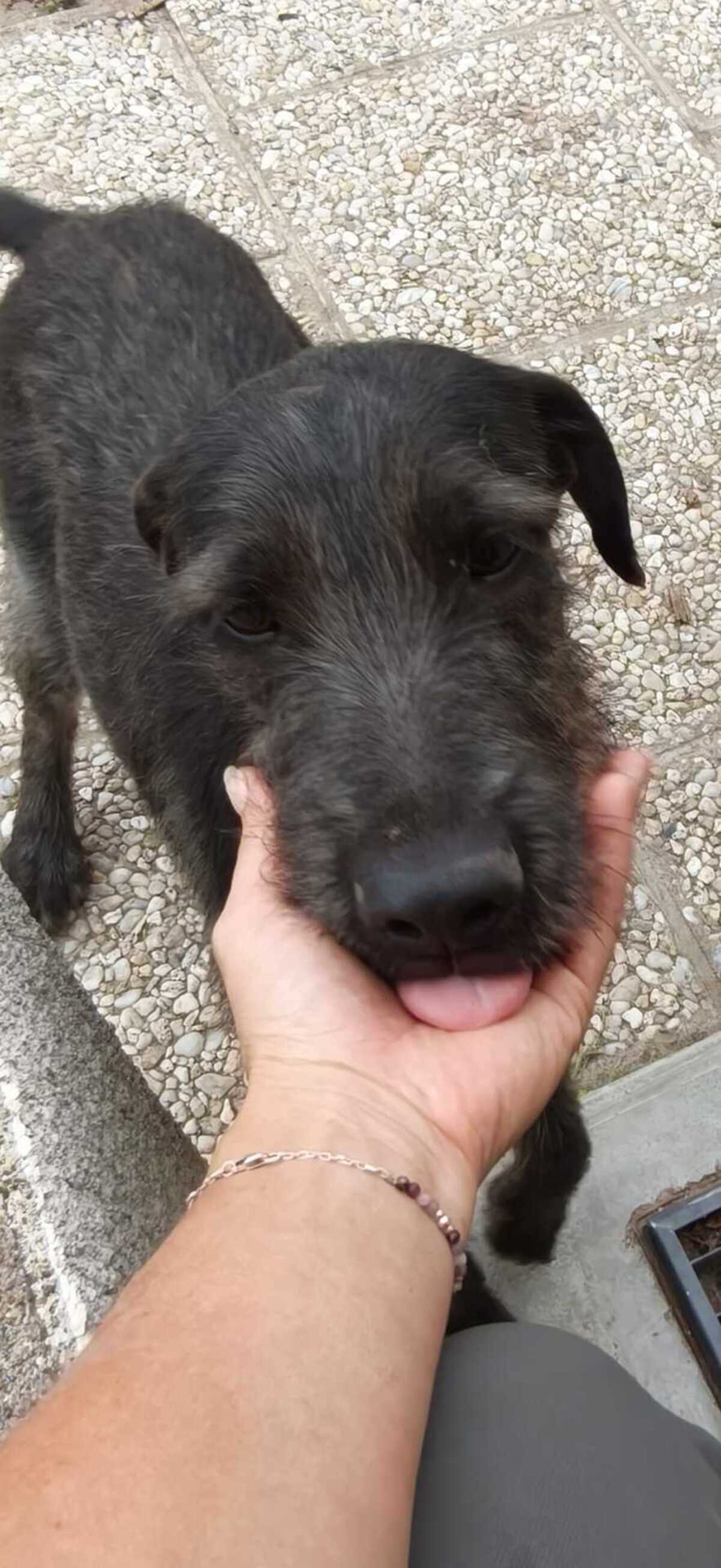Adoption Drake