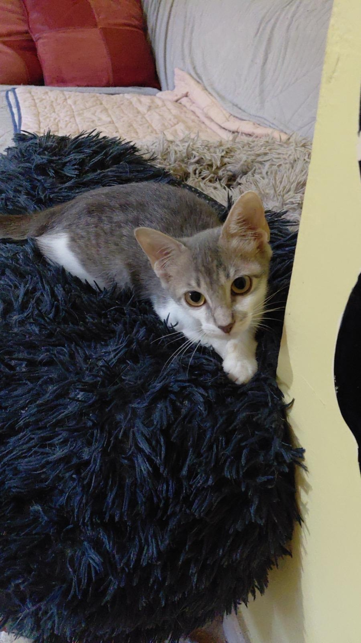 Adoption Loulou