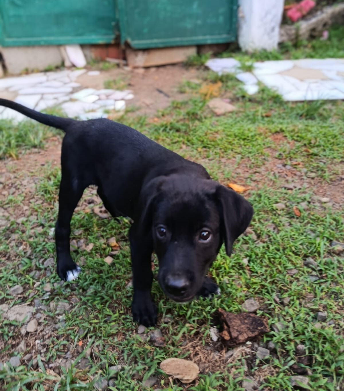 Adoption Bobby