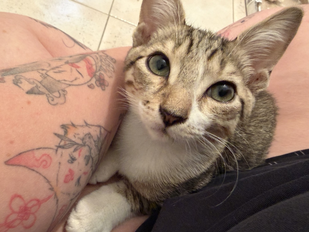 Adoption Kaito et Yasu