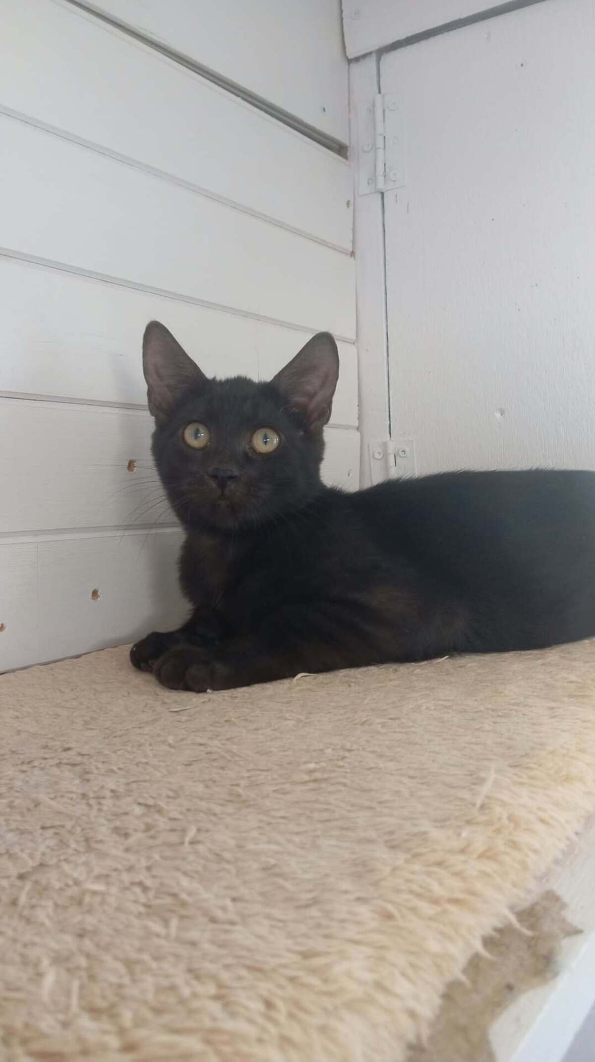 Adoption Romain