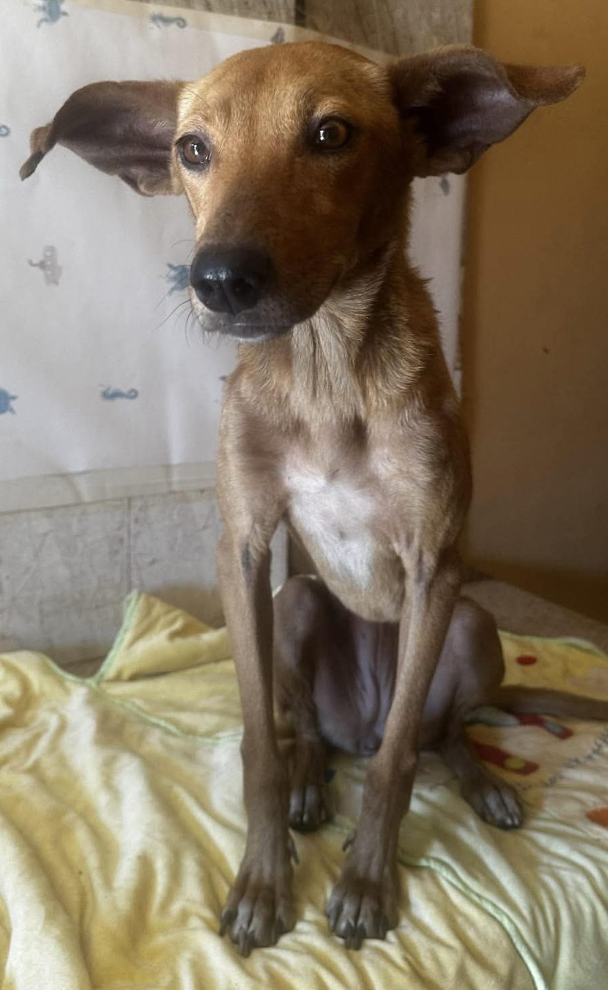 Adoption Ludie