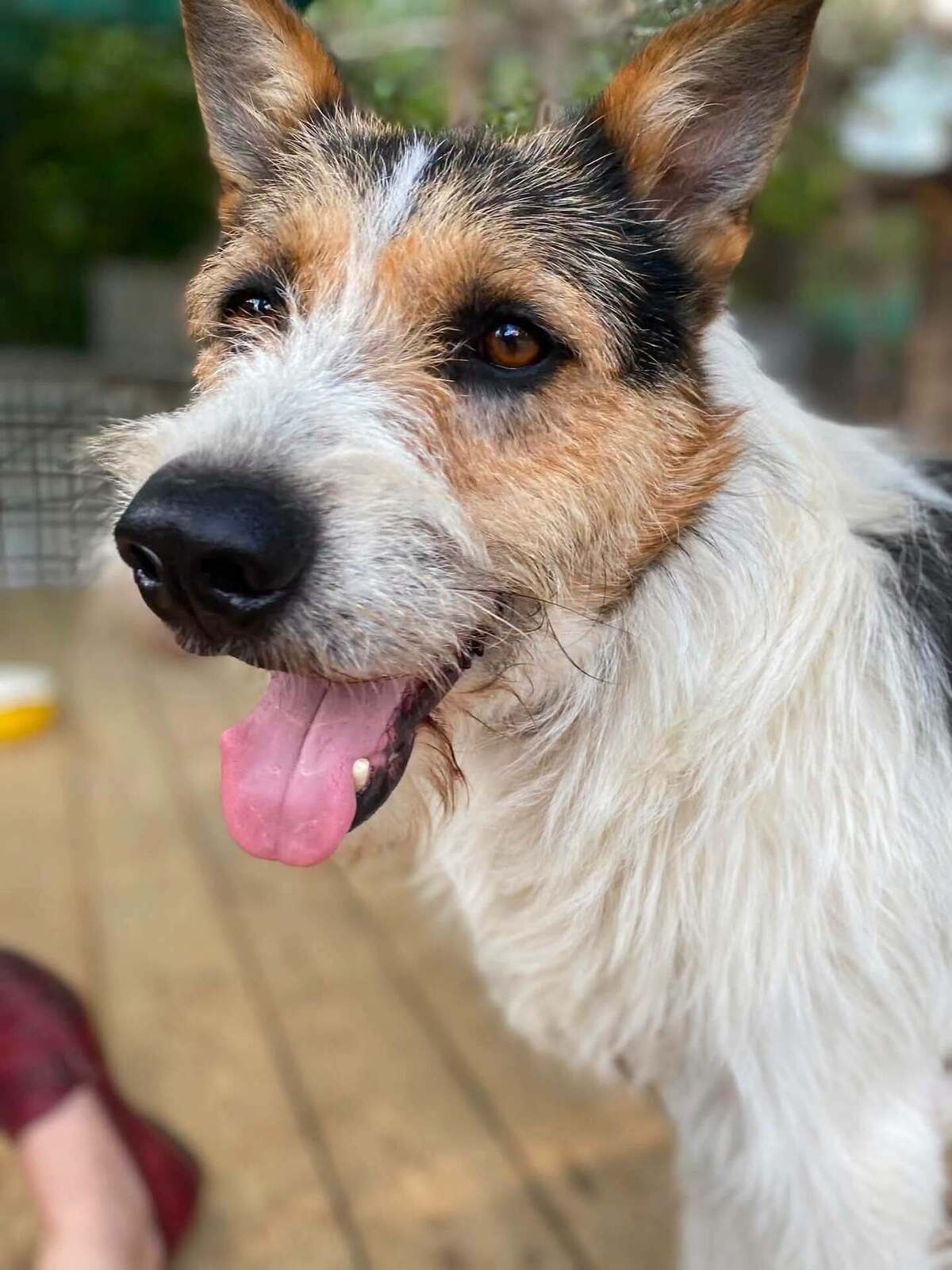 Adoption Barbos