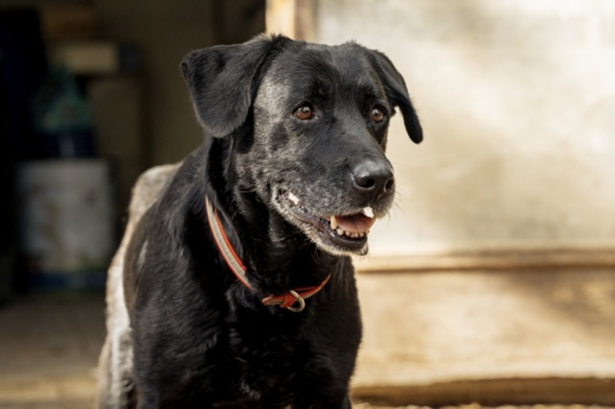 Adoption Moka