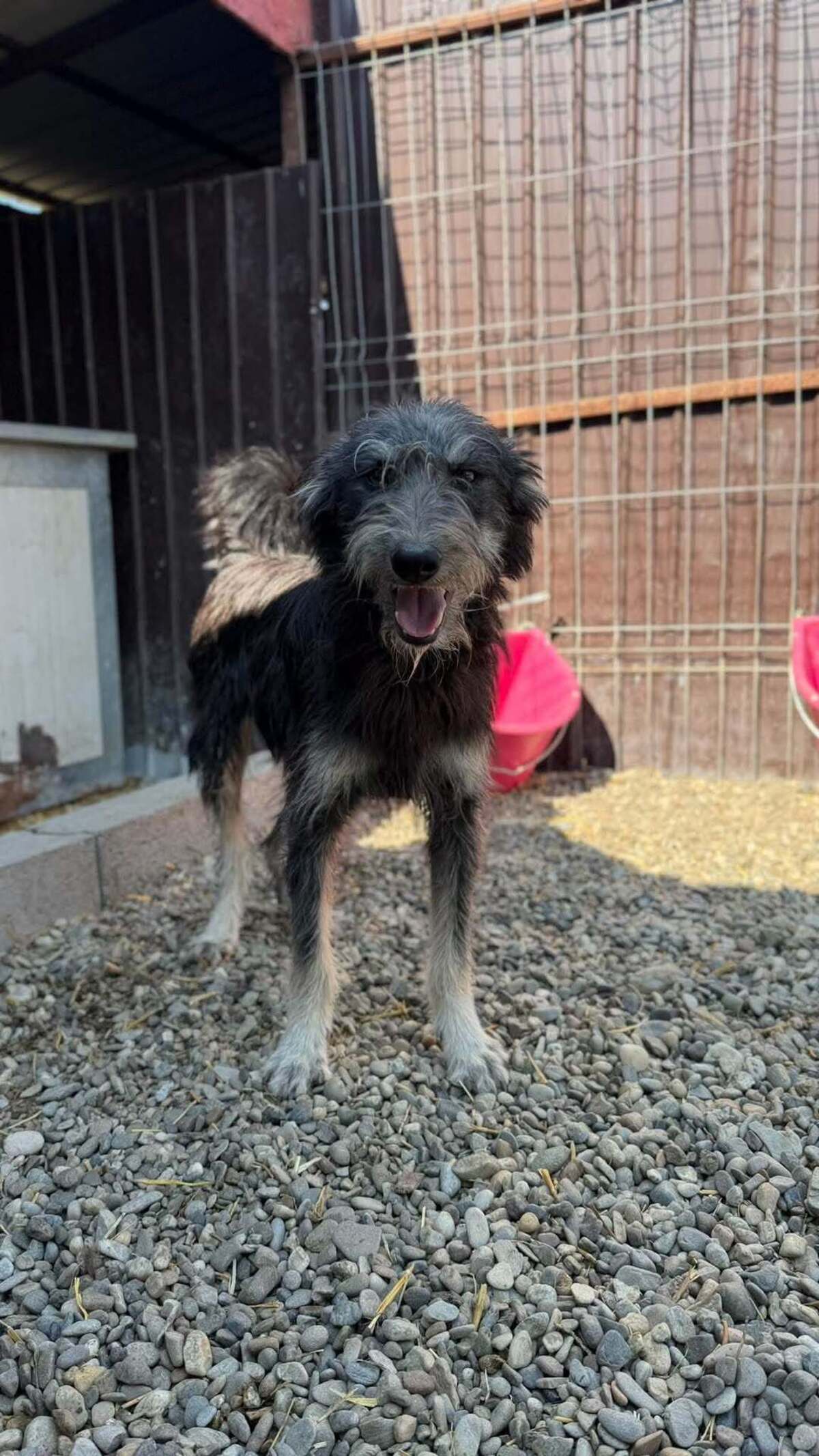 Adoption Nori