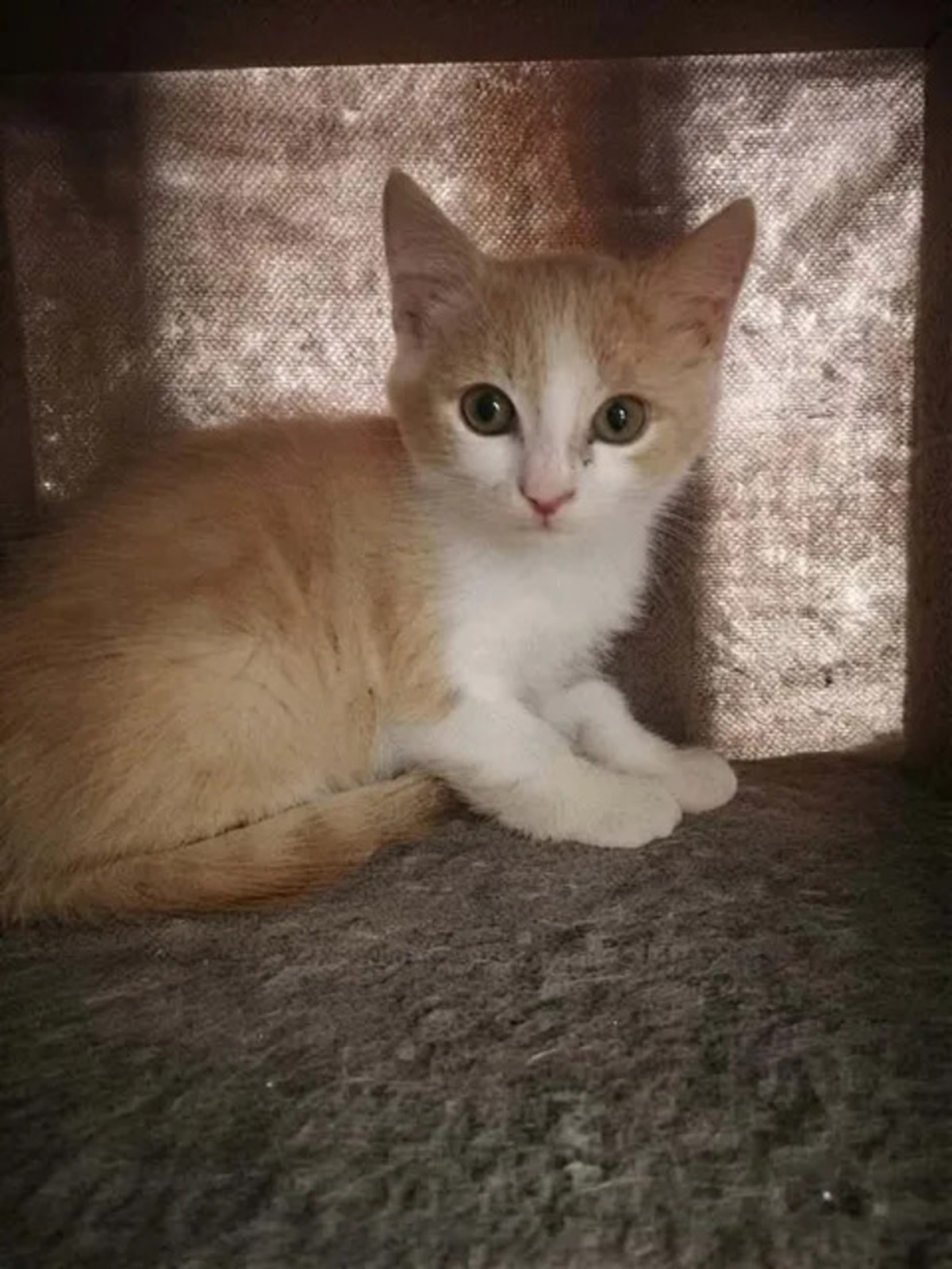 Adoption Jerry