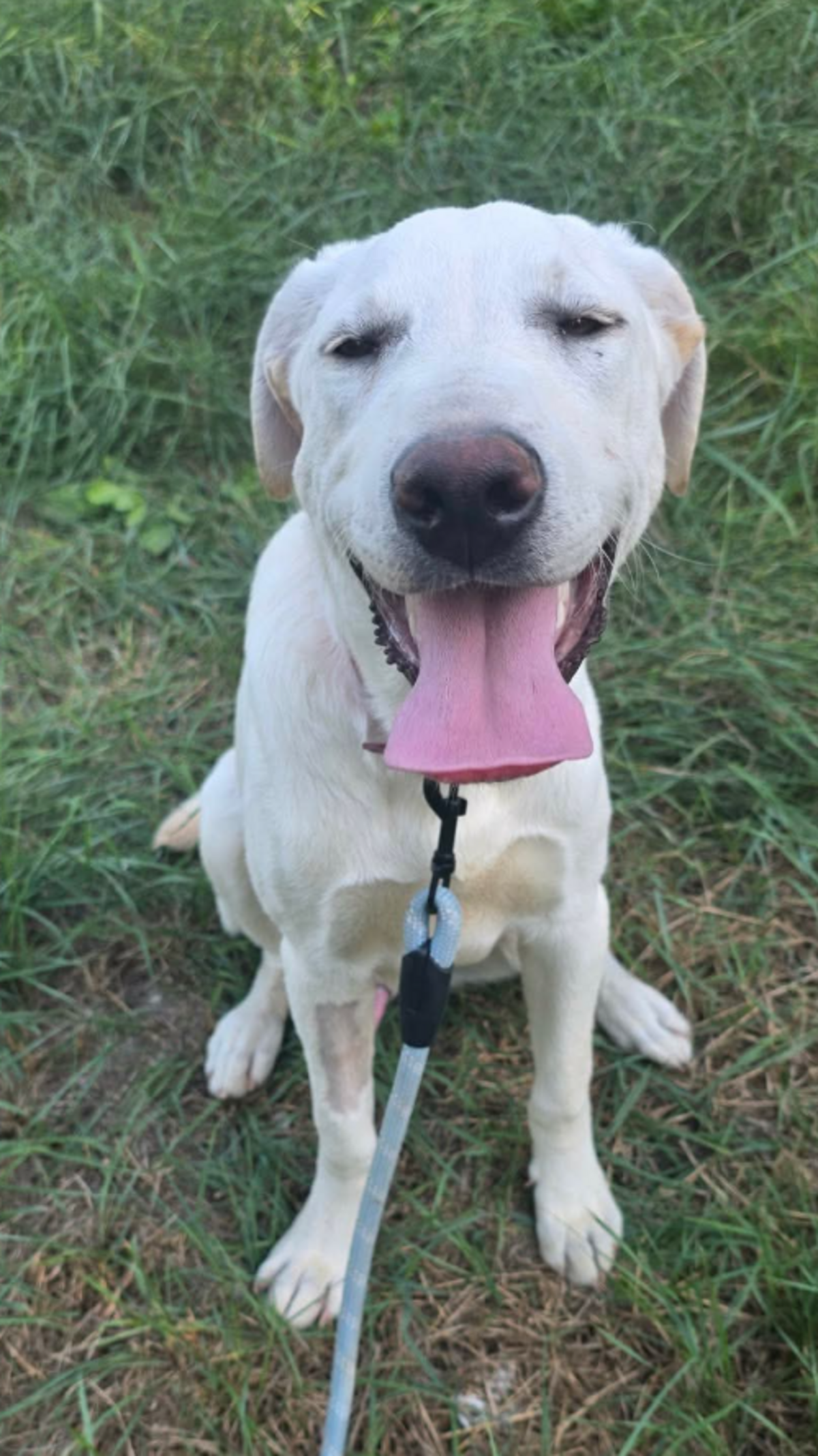 Adoption Jonas