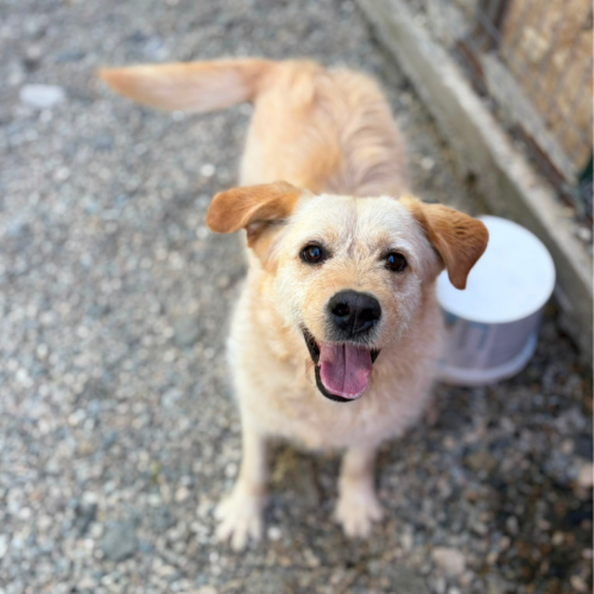 Adoption BLONDI