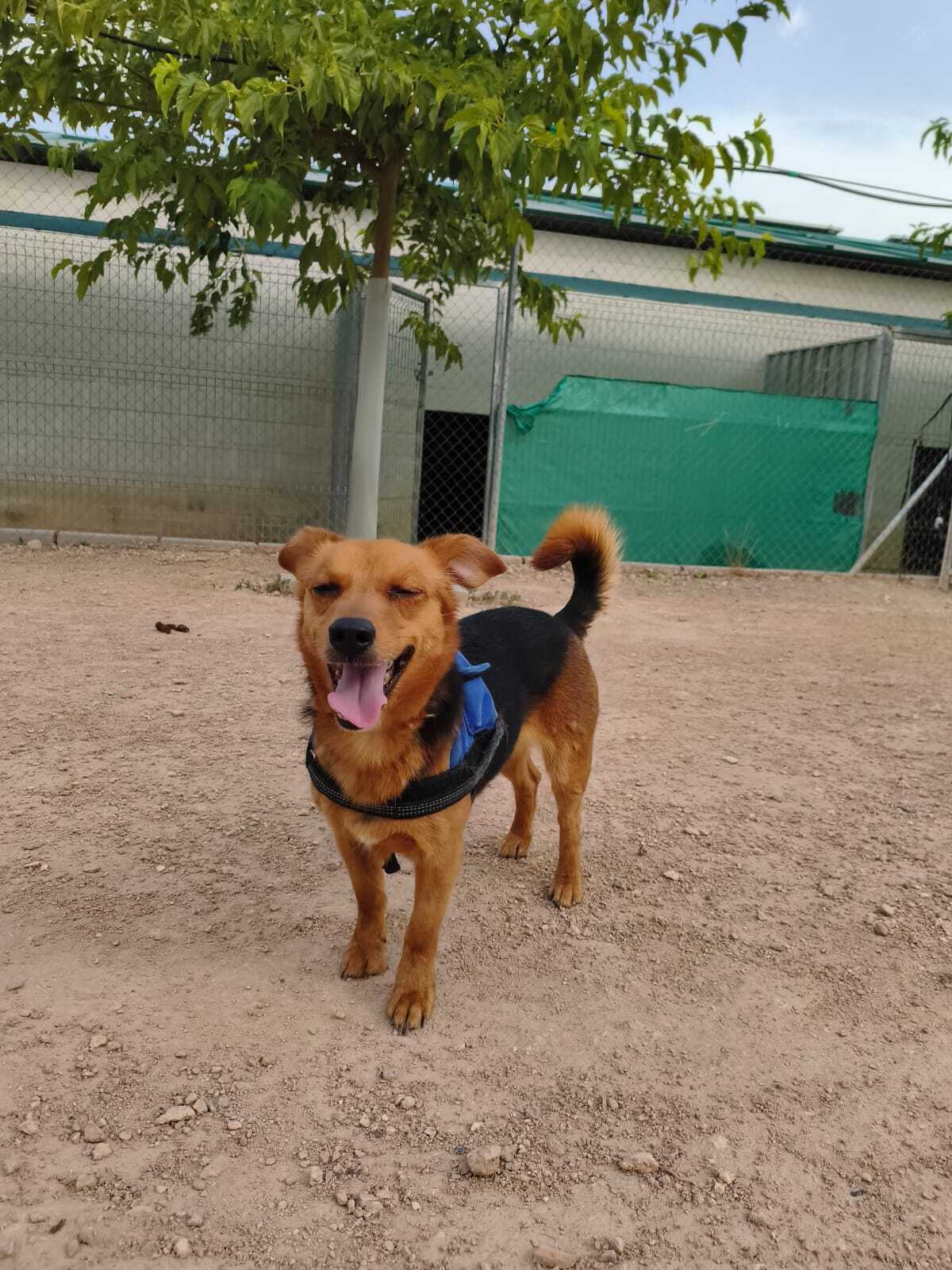 Adoption Bruno