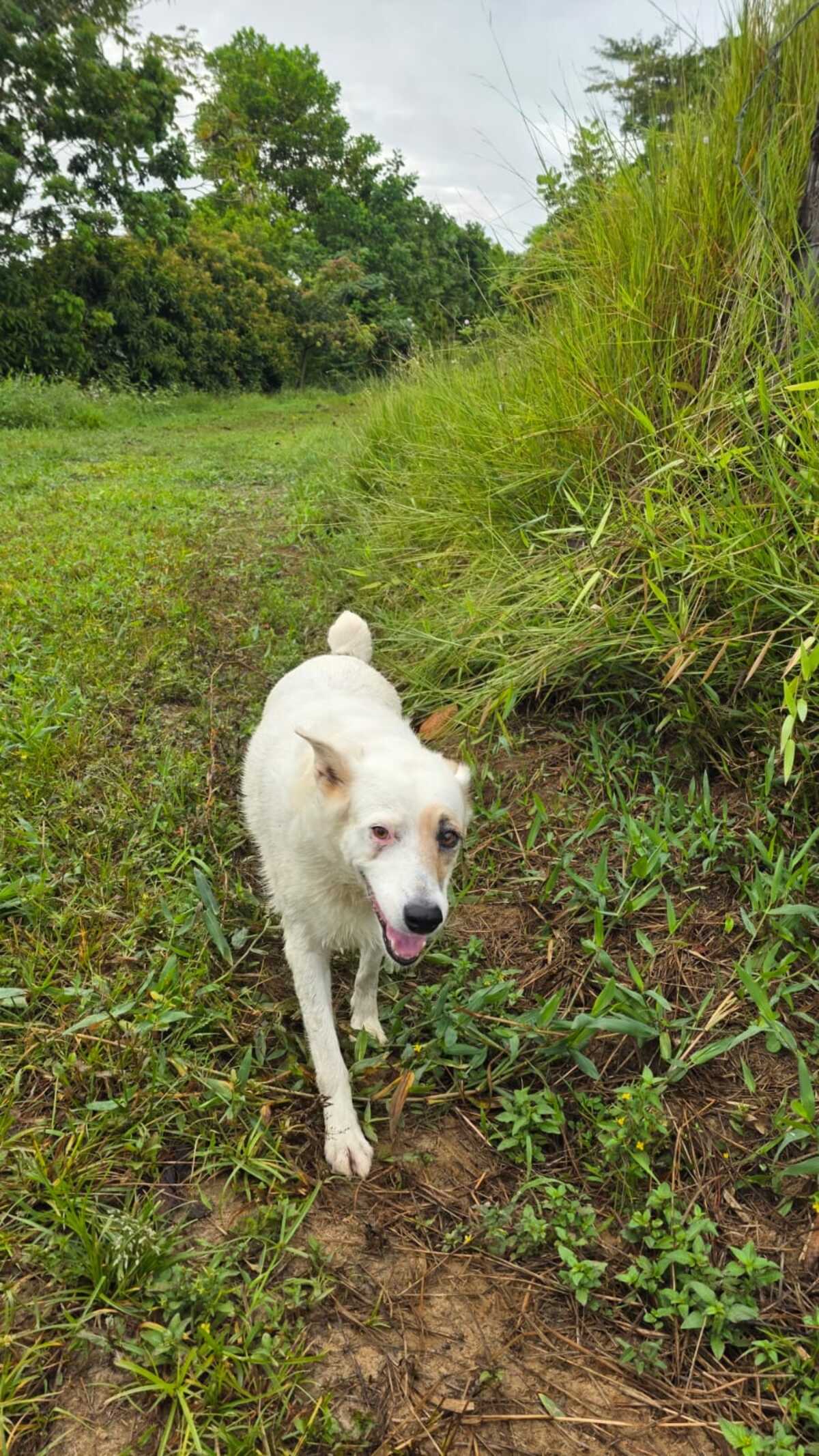 Adoption Blanchette