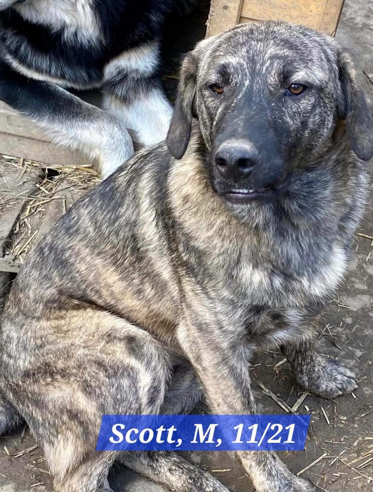 Adoption SCOTT