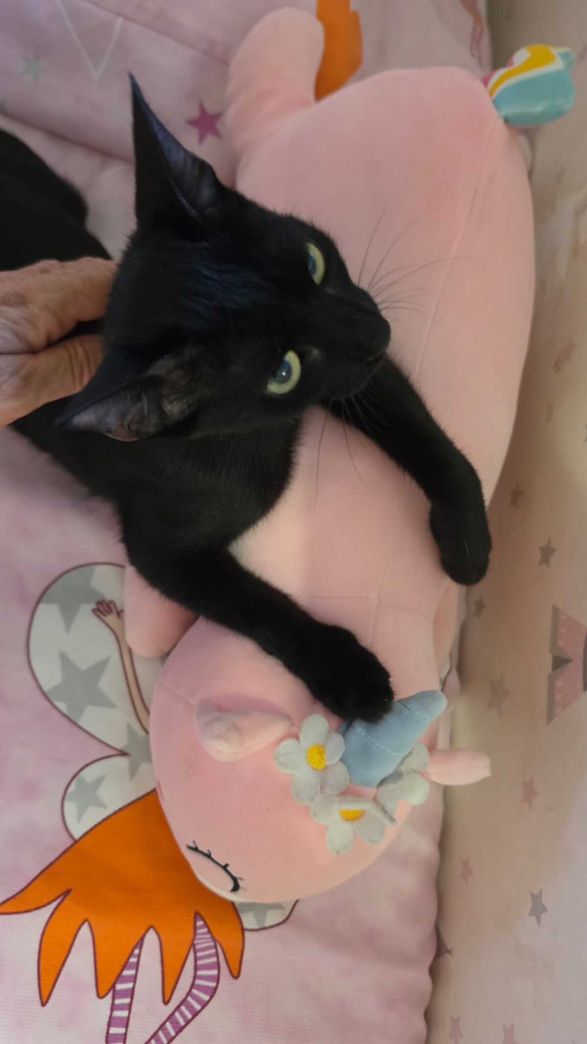 Adoption Julieta