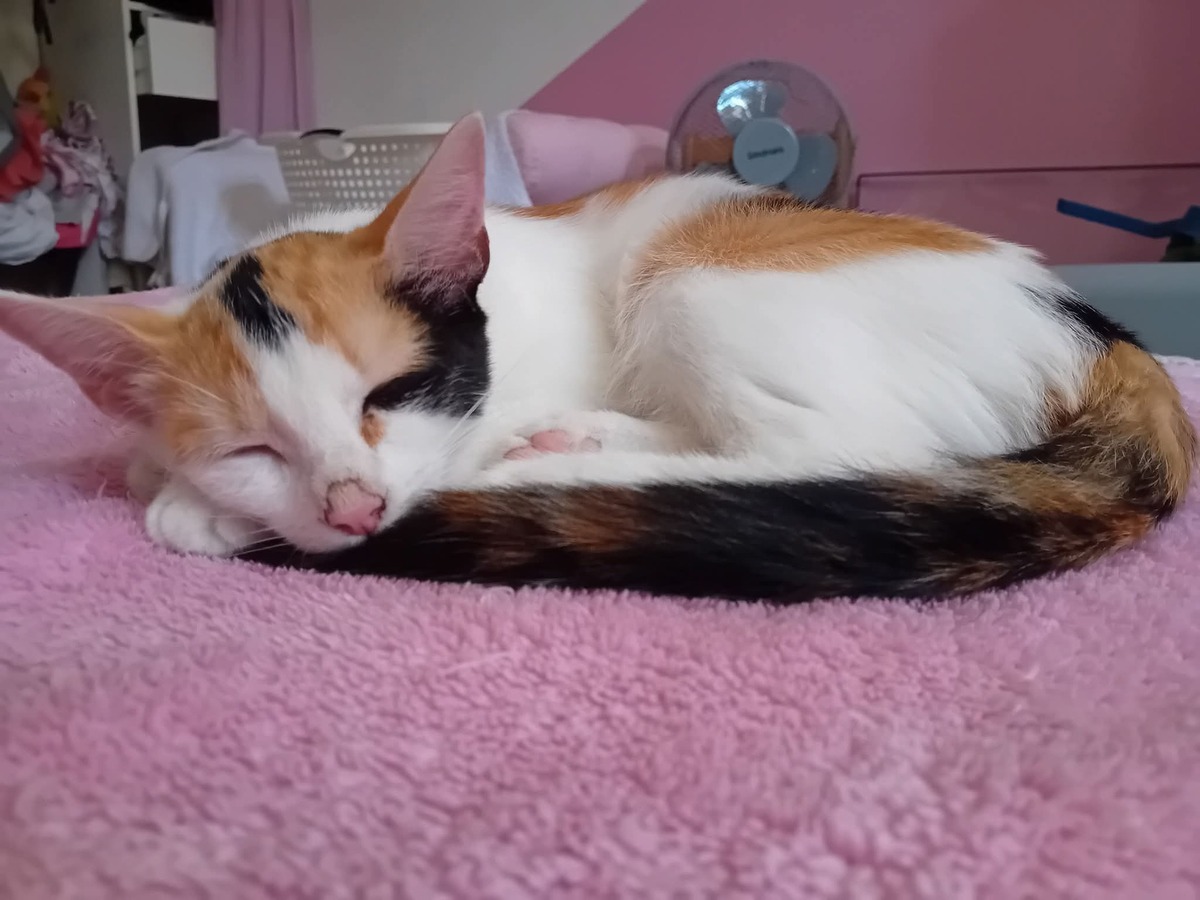Adoption Baya