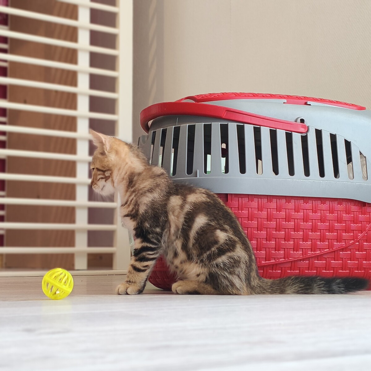Adoption BOURRACHE