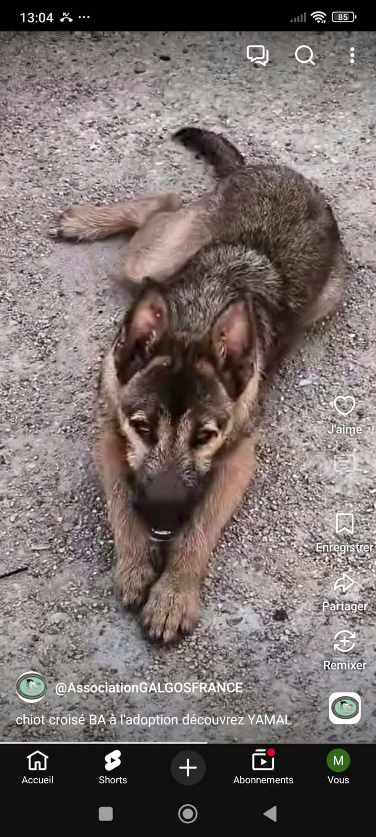 Adoption Yamal