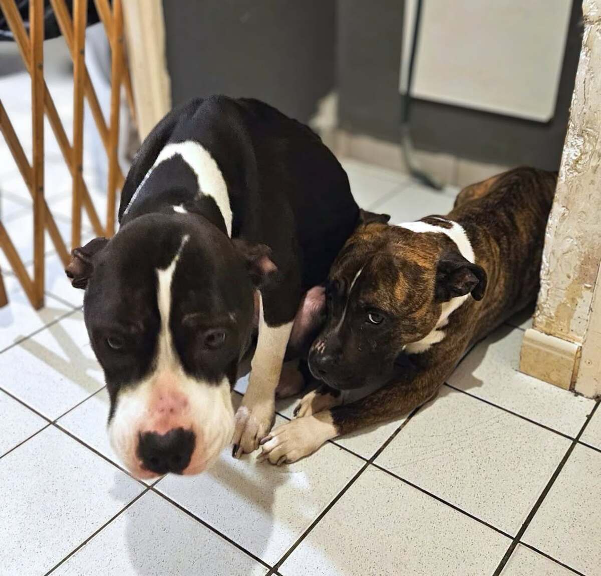 Adoption Thya et Stella