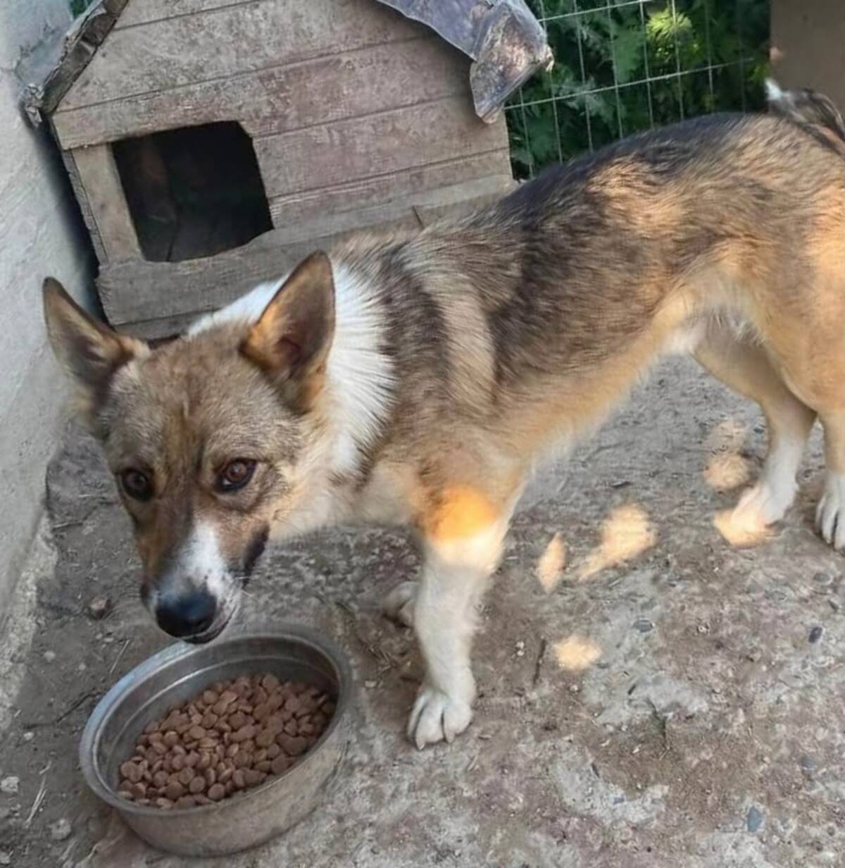 Adoption Tommy