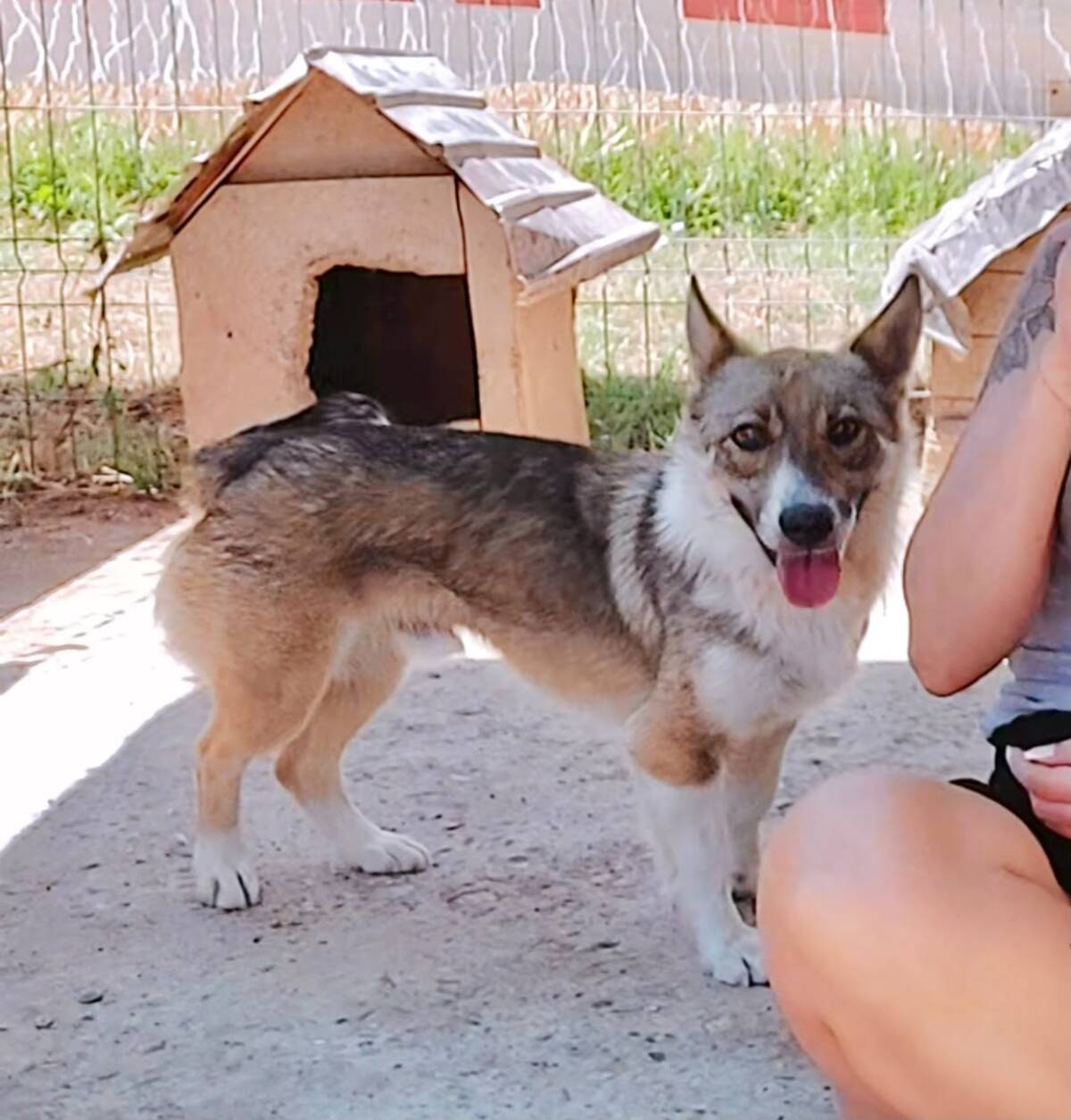 Adoption Tommy