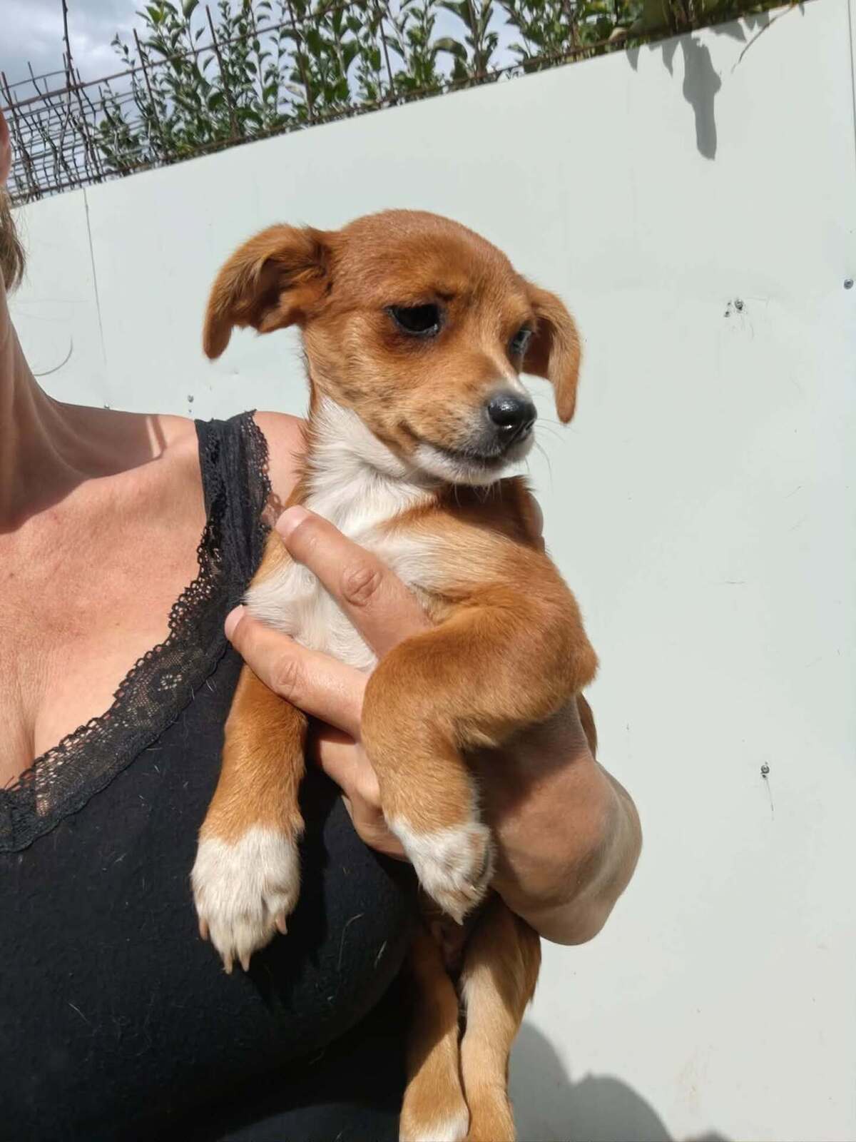 Adoption Shizen