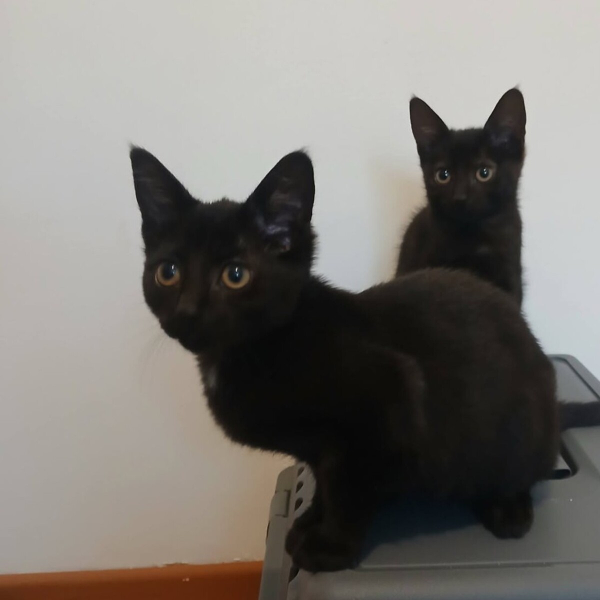 Adoption Sael