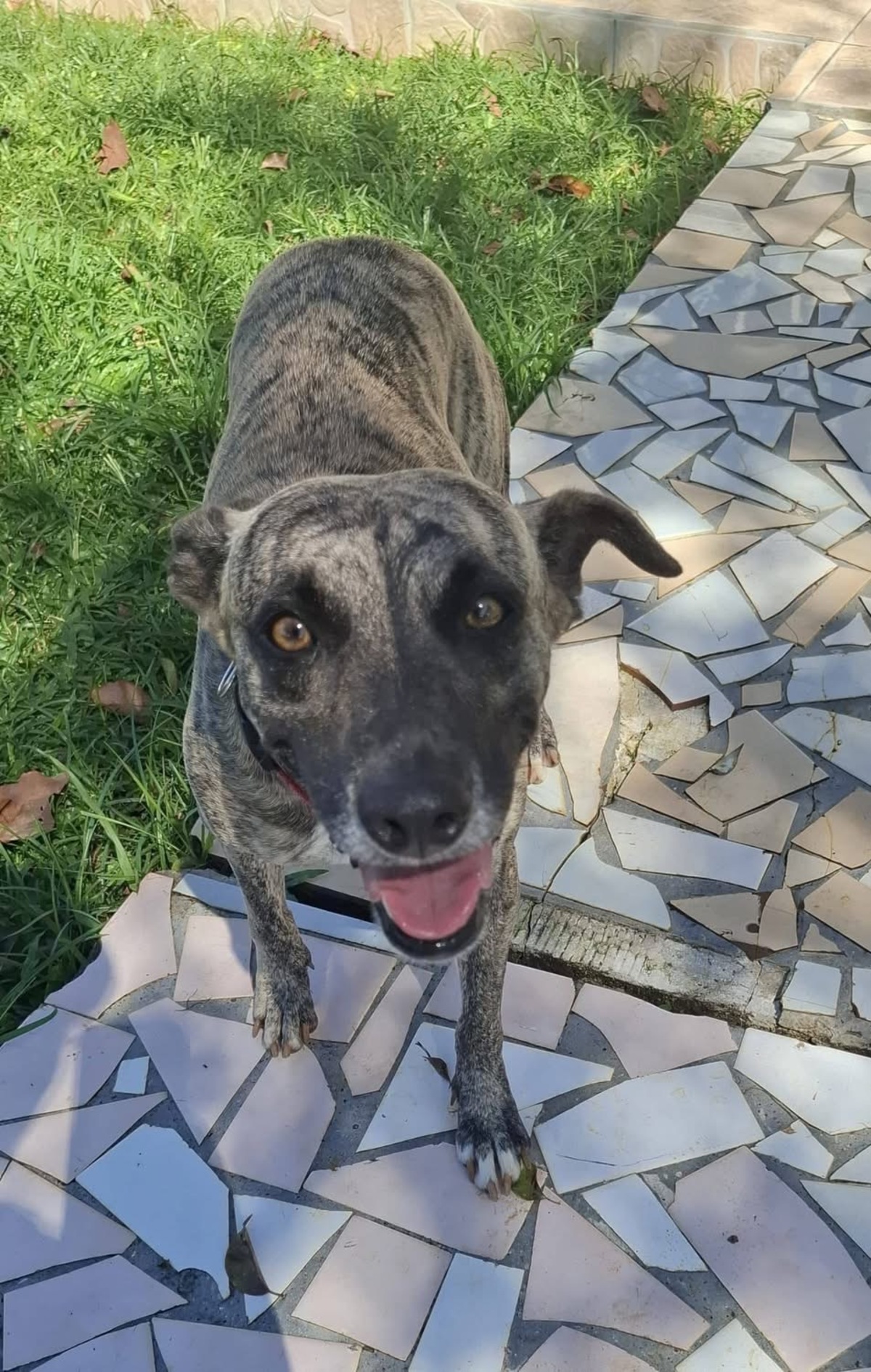 Adoption Donna