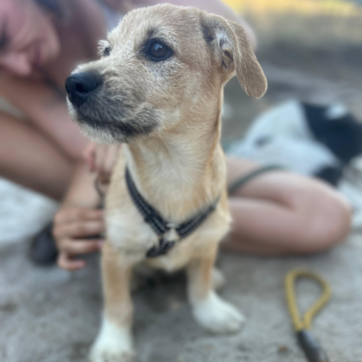 Adoption KINOU