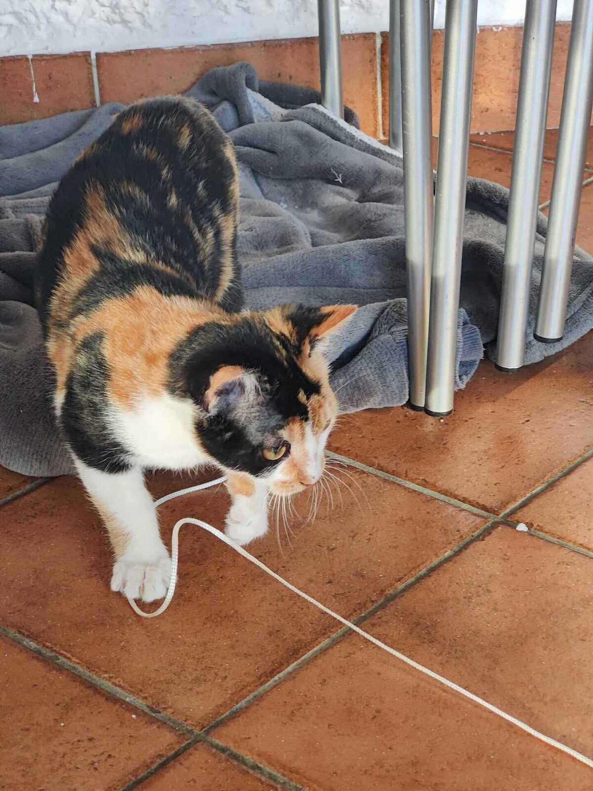 Adoption Bella