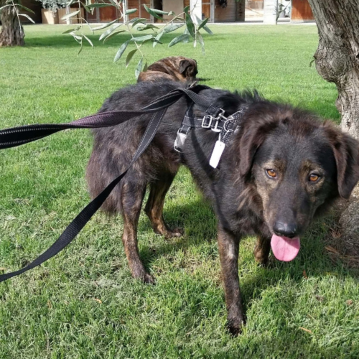 Adoption Jumbilo