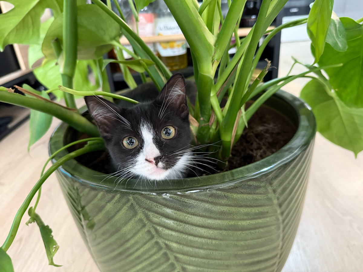 Adoption Chihiro 