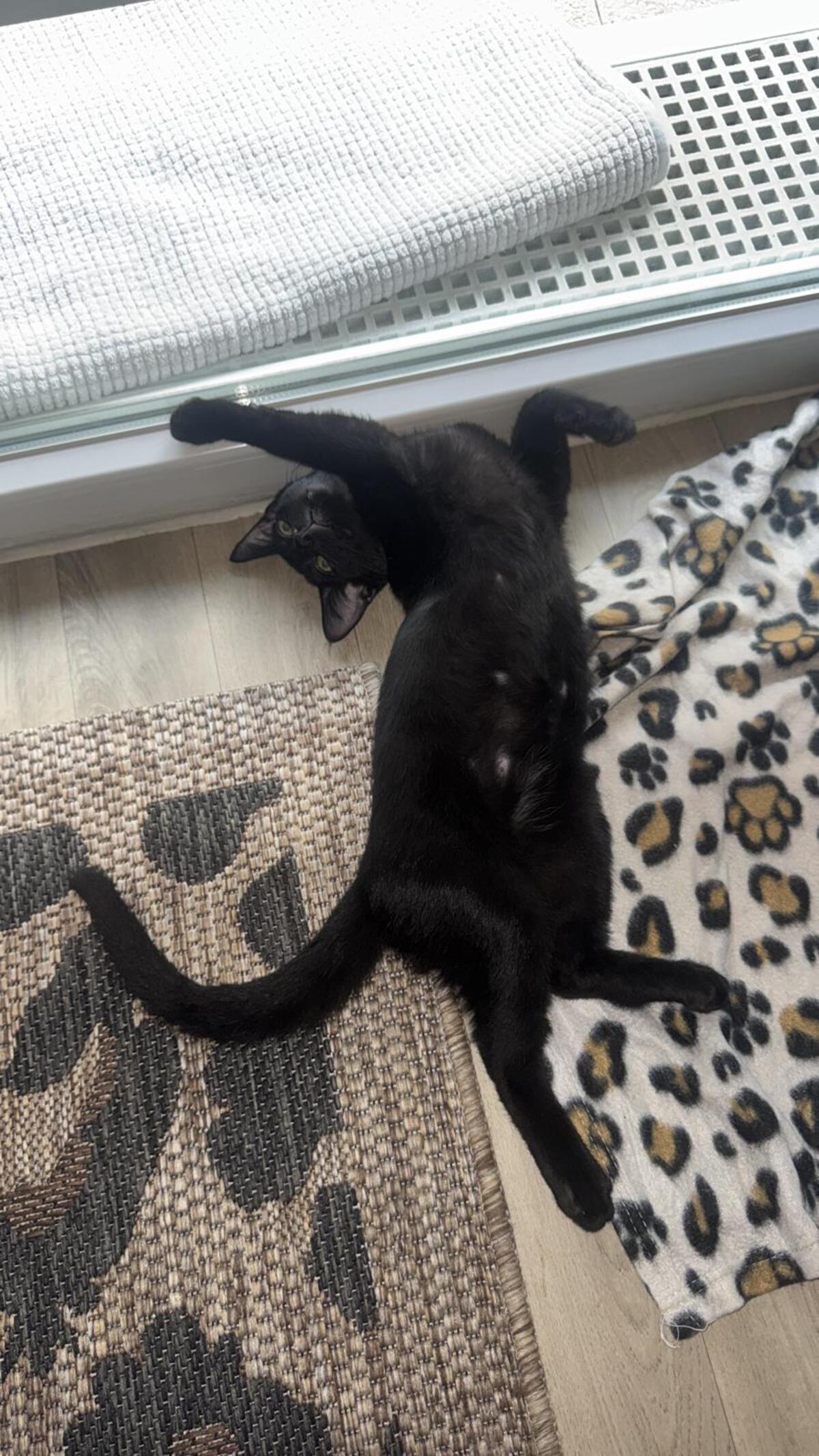 Adoption Mouwnny 