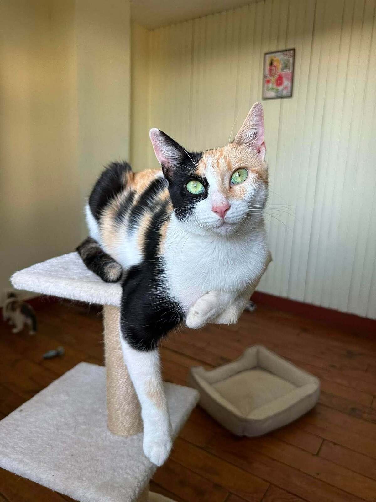 Adoption Milky